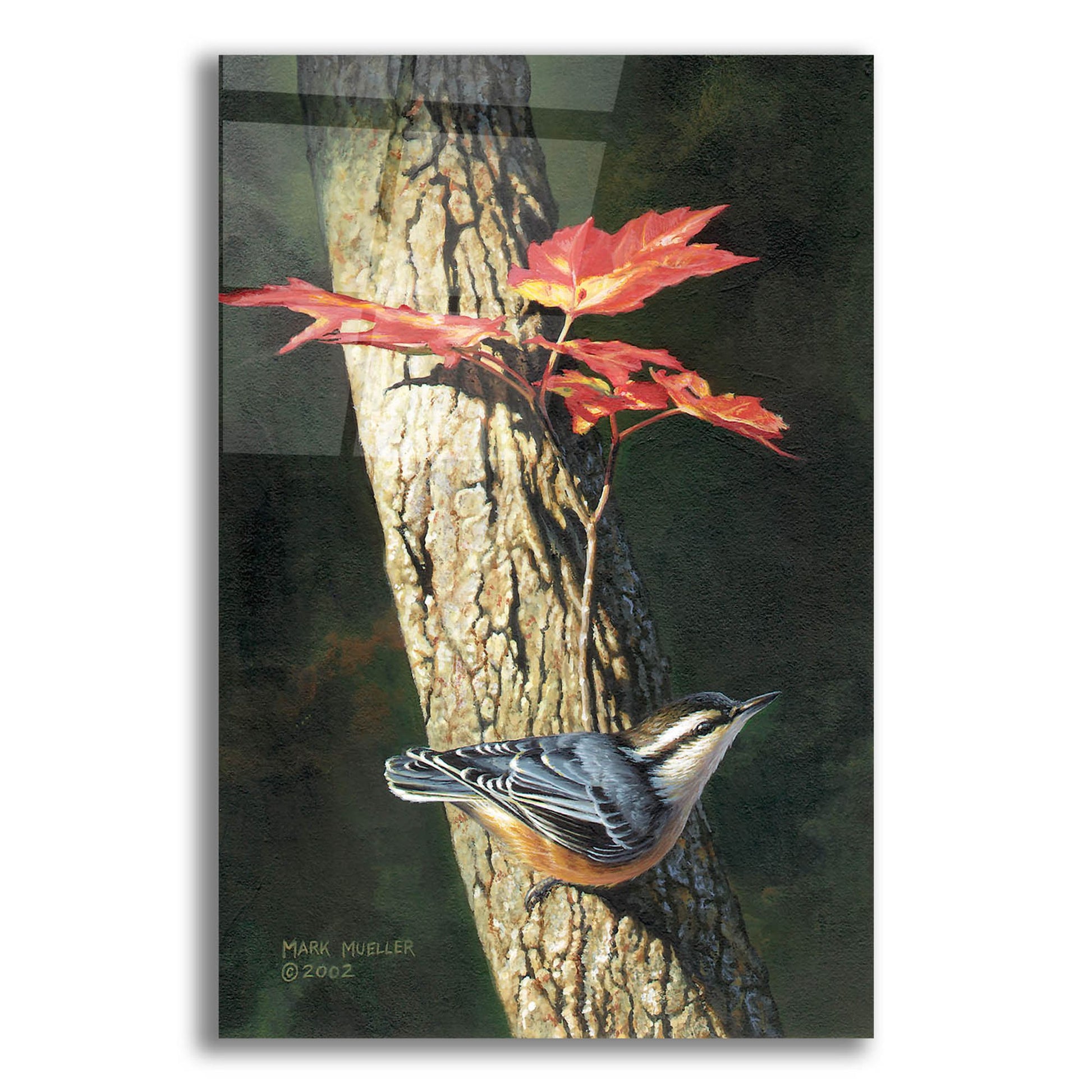 Epic Art 'Fall - Red-breasted Nuthatch' by Mark Mueller Wildlife Art, Acrylic Glass Wall Art,12x16