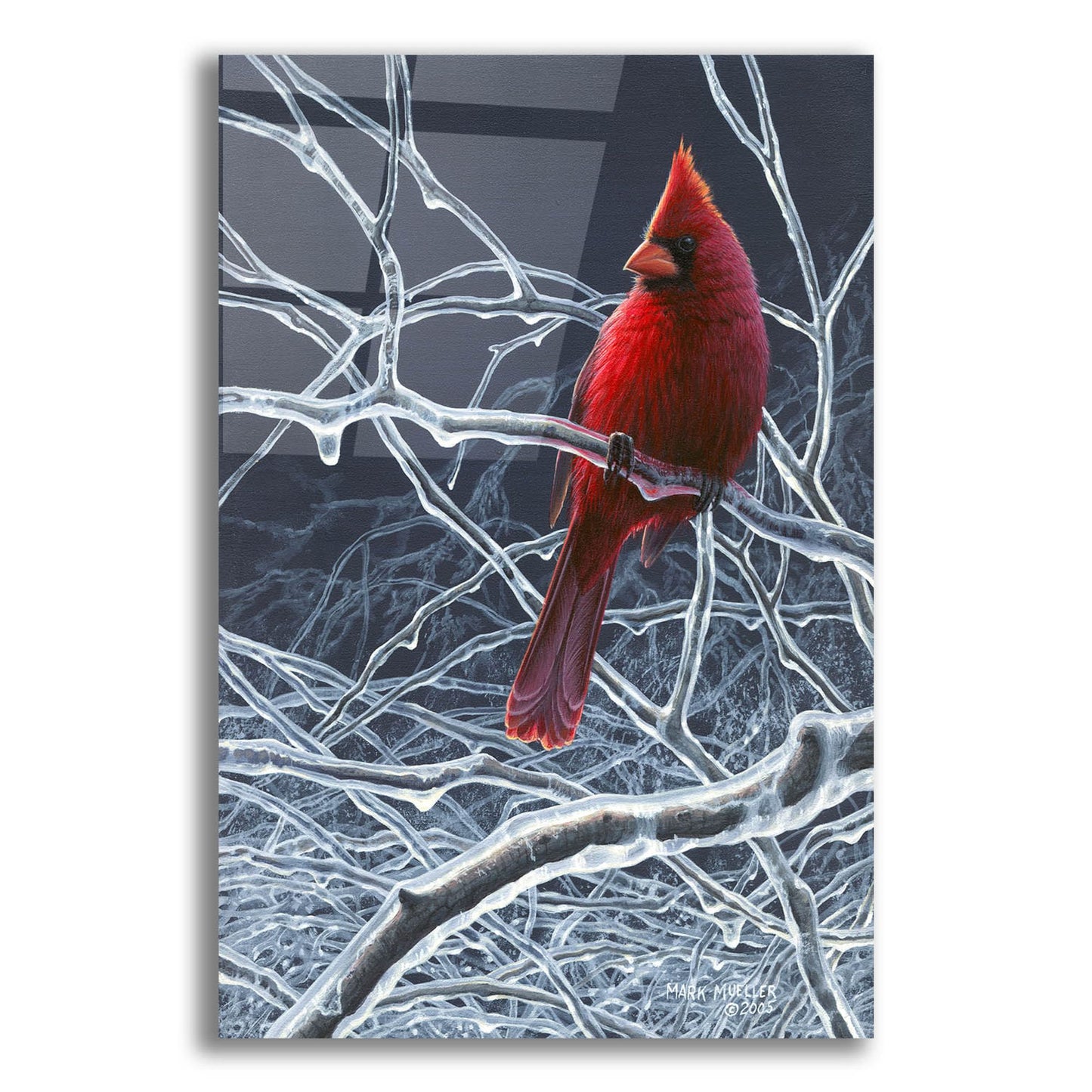 Epic Art 'Fire and Ice - Cardinal' by Mark Mueller Wildlife Art, Acrylic Glass Wall Art,12x16