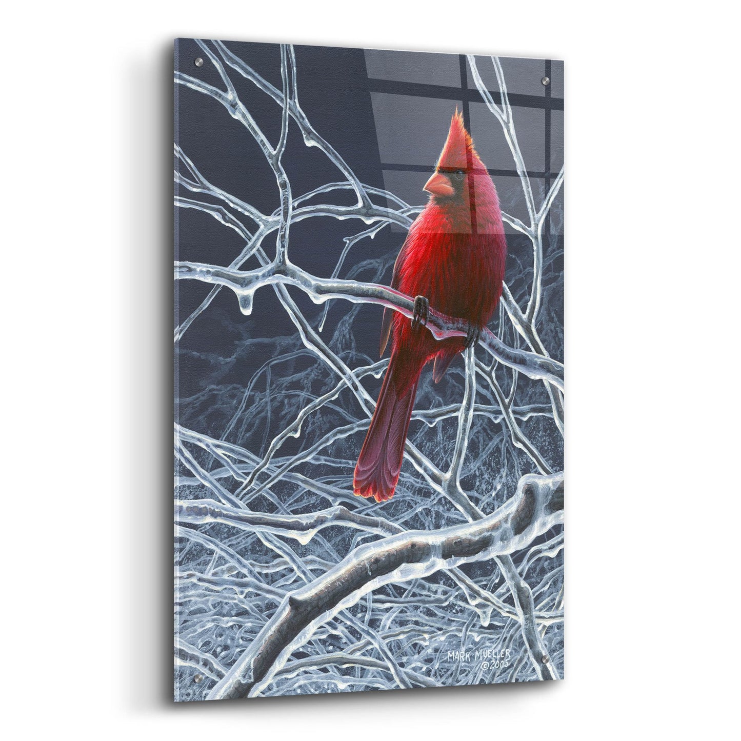 Epic Art 'Fire and Ice - Cardinal' by Mark Mueller Wildlife Art, Acrylic Glass Wall Art,24x36