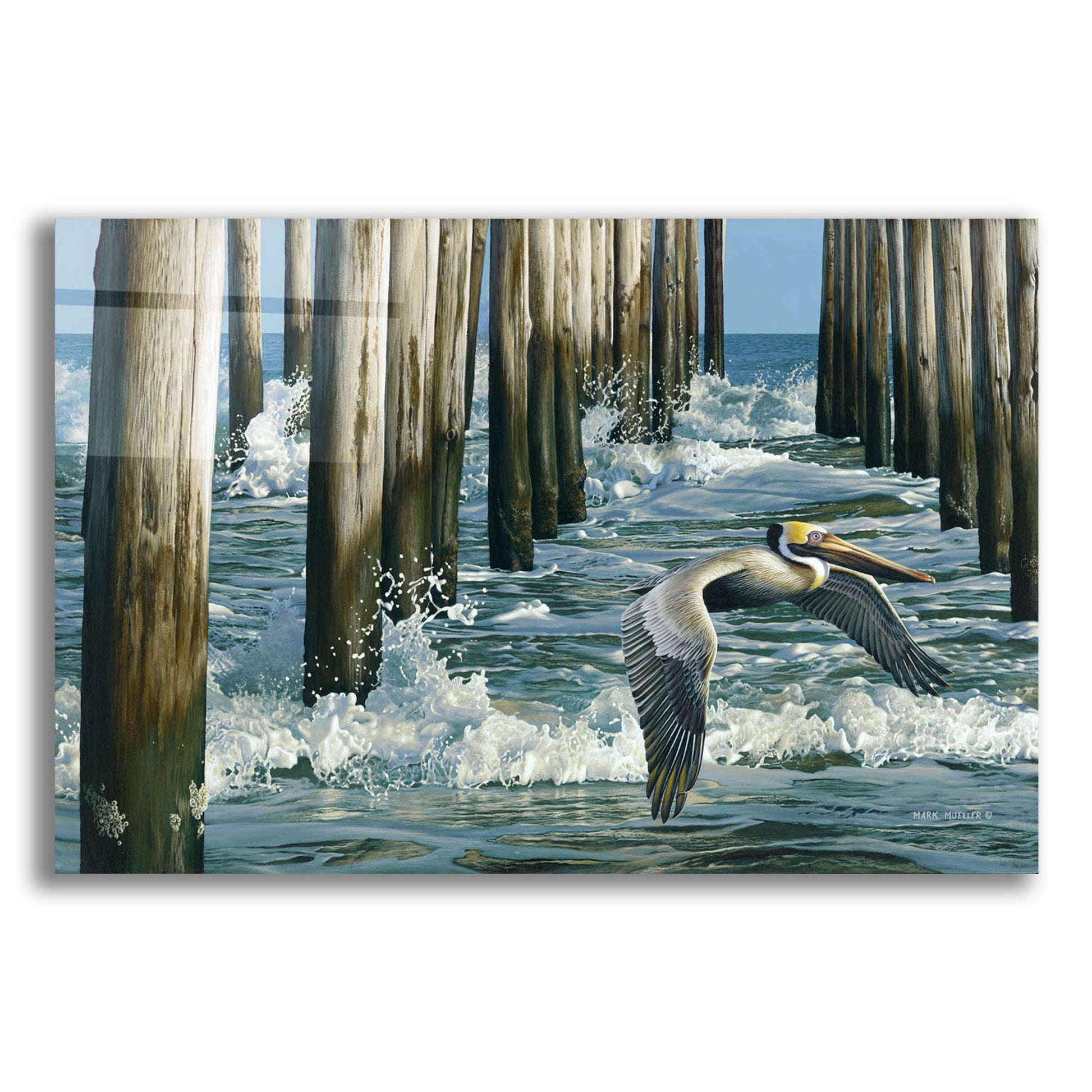 Epic Art 'Fishing Pier - Pelican' by Mark Mueller Wildlife Art, Acrylic Glass Wall Art,16x12