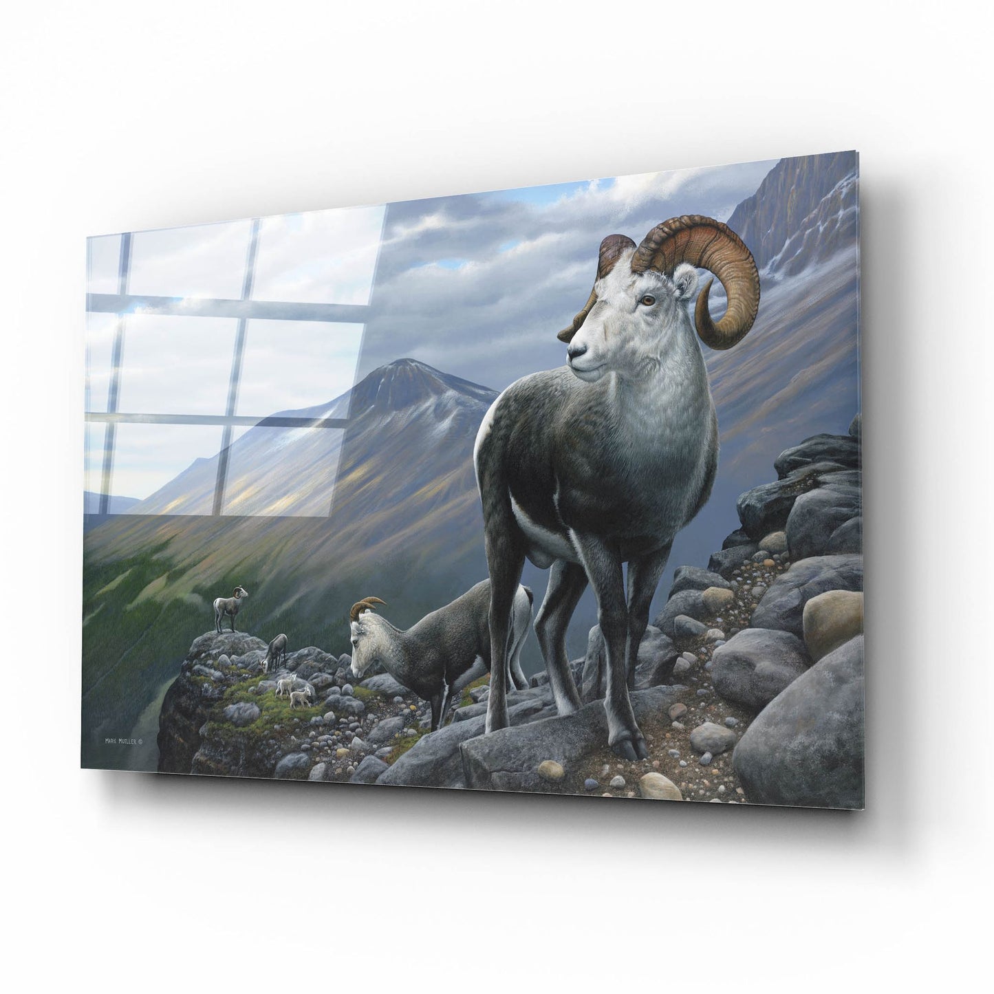 Epic Art 'Generations - Stone Sheep' by Mark Mueller Wildlife Art, Acrylic Glass Wall Art,16x12