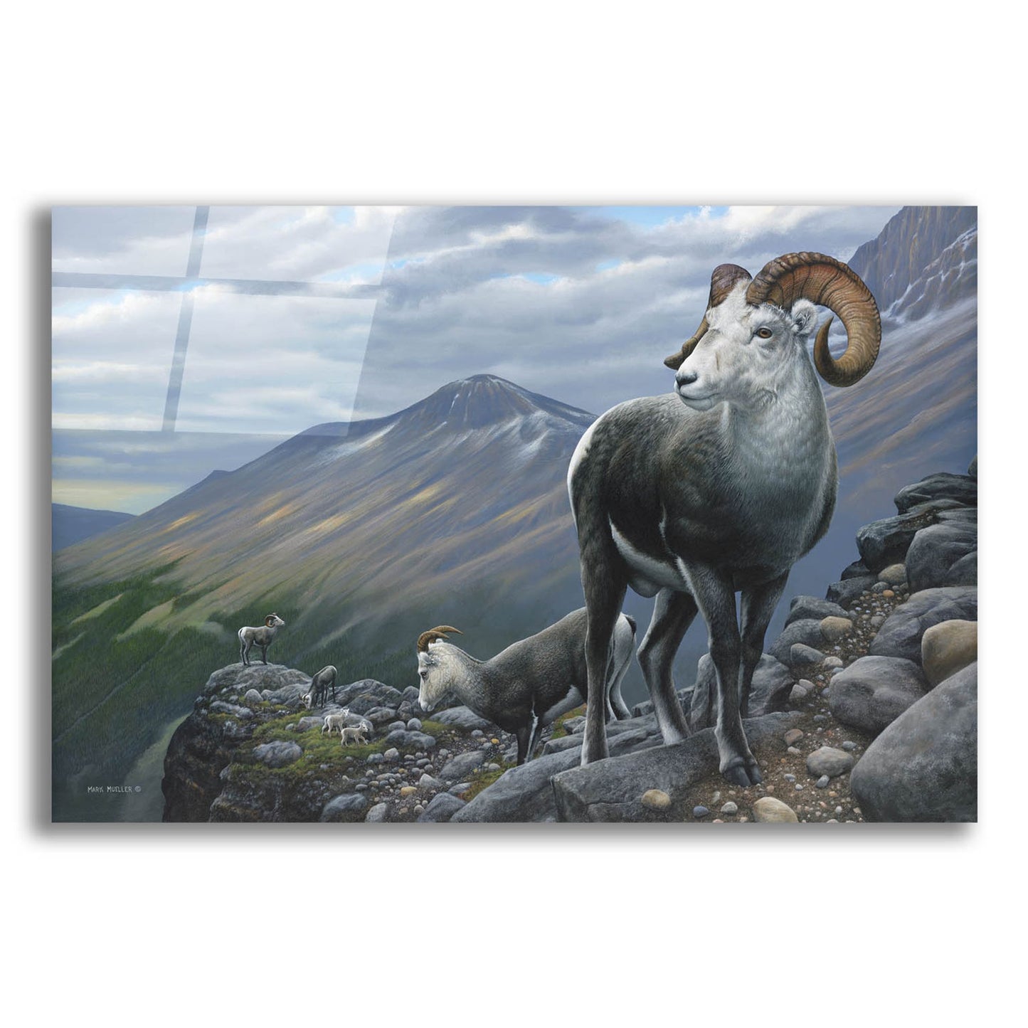 Epic Art 'Generations - Stone Sheep' by Mark Mueller Wildlife Art, Acrylic Glass Wall Art,16x12