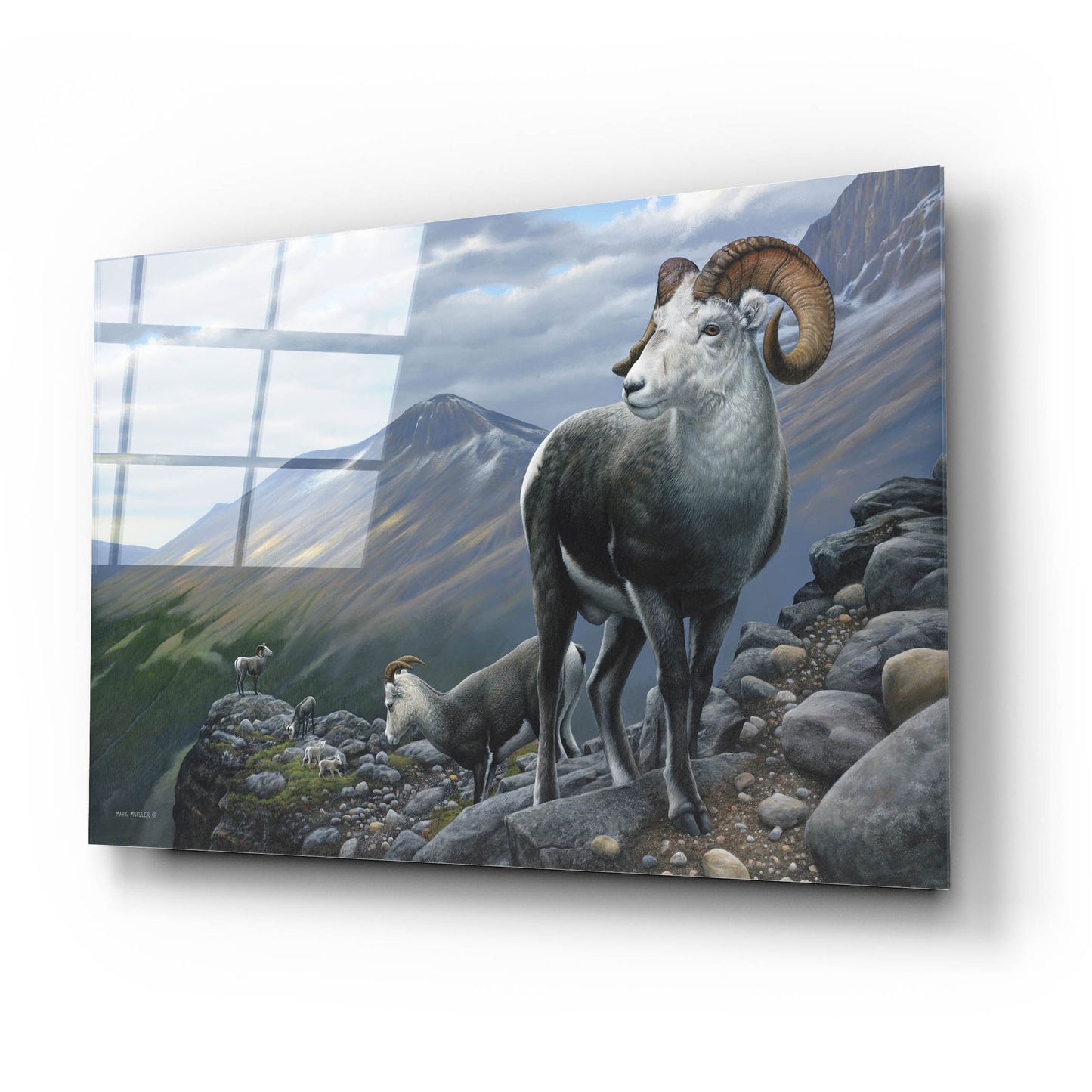 Epic Art 'Generations - Stone Sheep' by Mark Mueller Wildlife Art, Acrylic Glass Wall Art,24x16