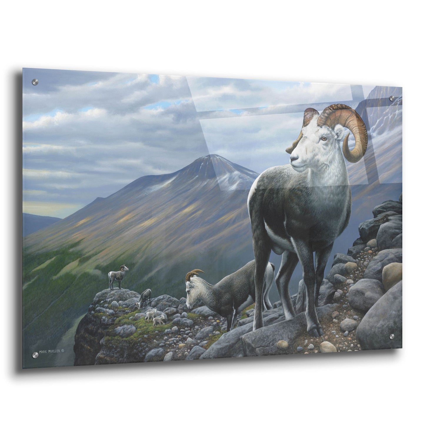 Epic Art 'Generations - Stone Sheep' by Mark Mueller Wildlife Art, Acrylic Glass Wall Art,36x24