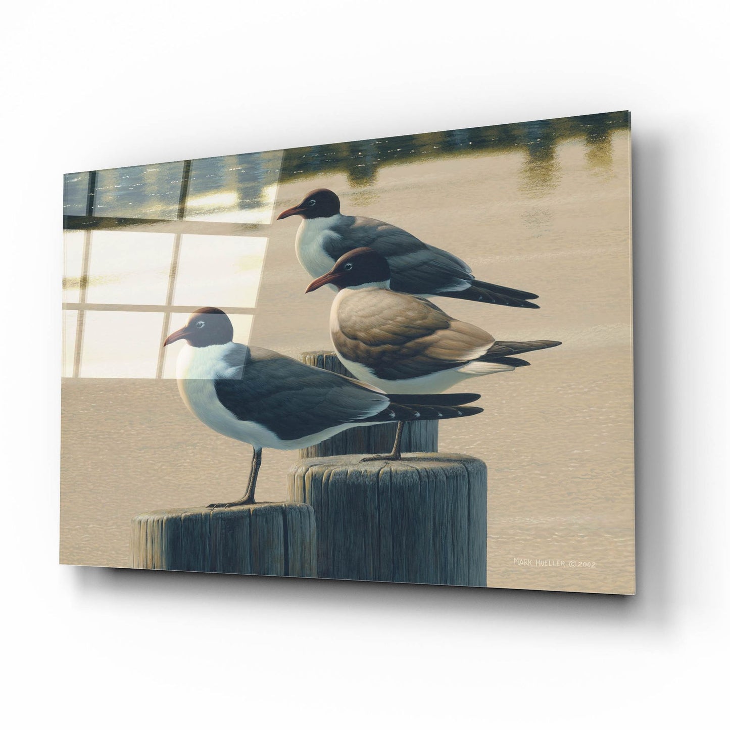 Epic Art 'Hazy Hot and Humid - Laughing Gulls' by Mark Mueller Wildlife Art, Acrylic Glass Wall Art,16x12