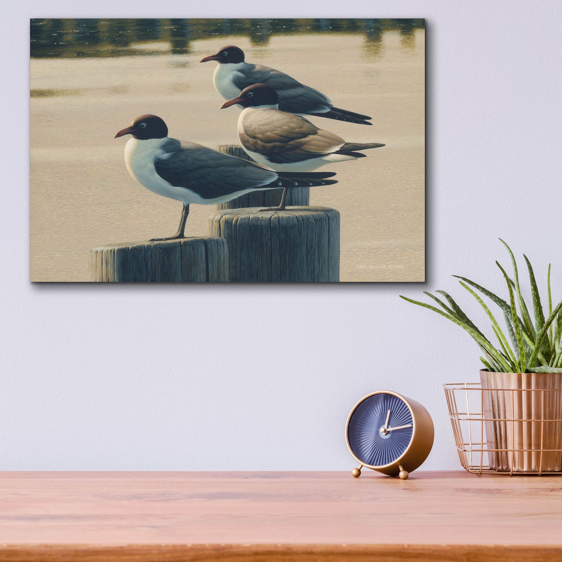 Epic Art 'Hazy Hot and Humid - Laughing Gulls' by Mark Mueller Wildlife Art, Acrylic Glass Wall Art,16x12