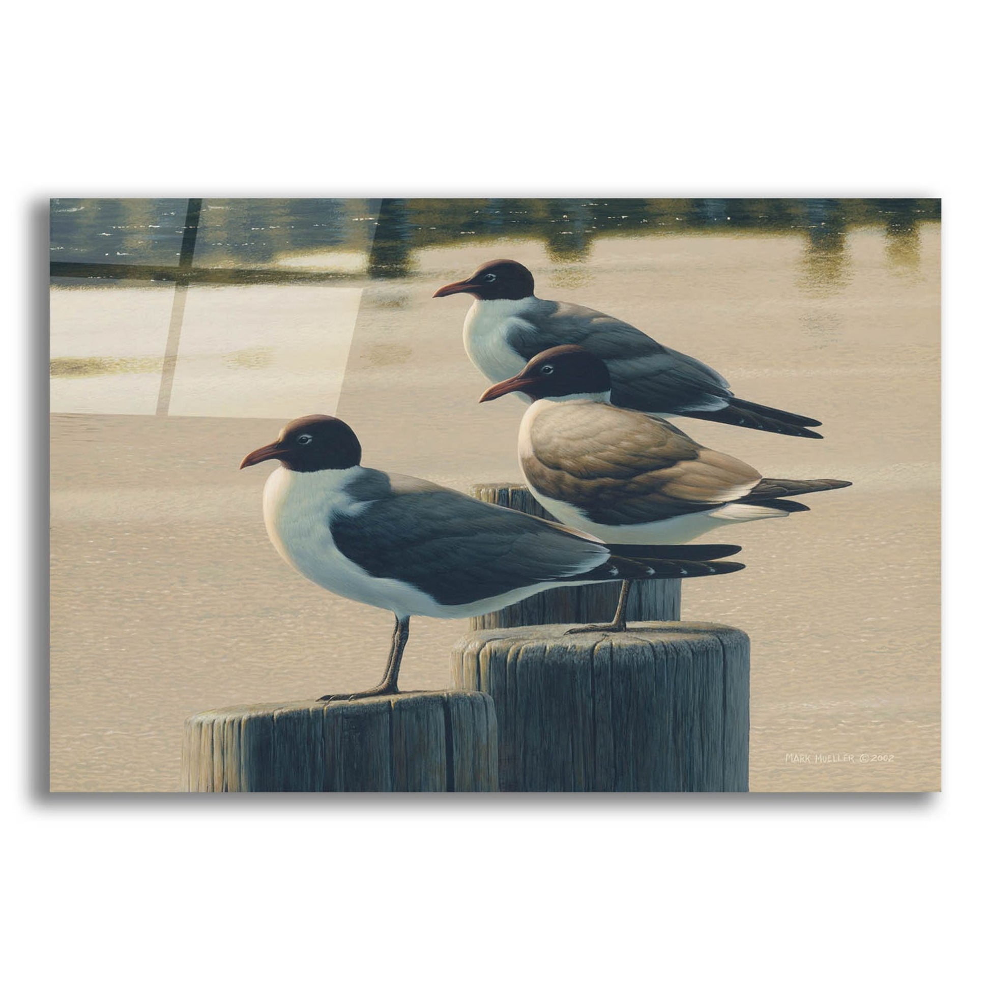 Epic Art 'Hazy Hot and Humid - Laughing Gulls' by Mark Mueller Wildlife Art, Acrylic Glass Wall Art,16x12