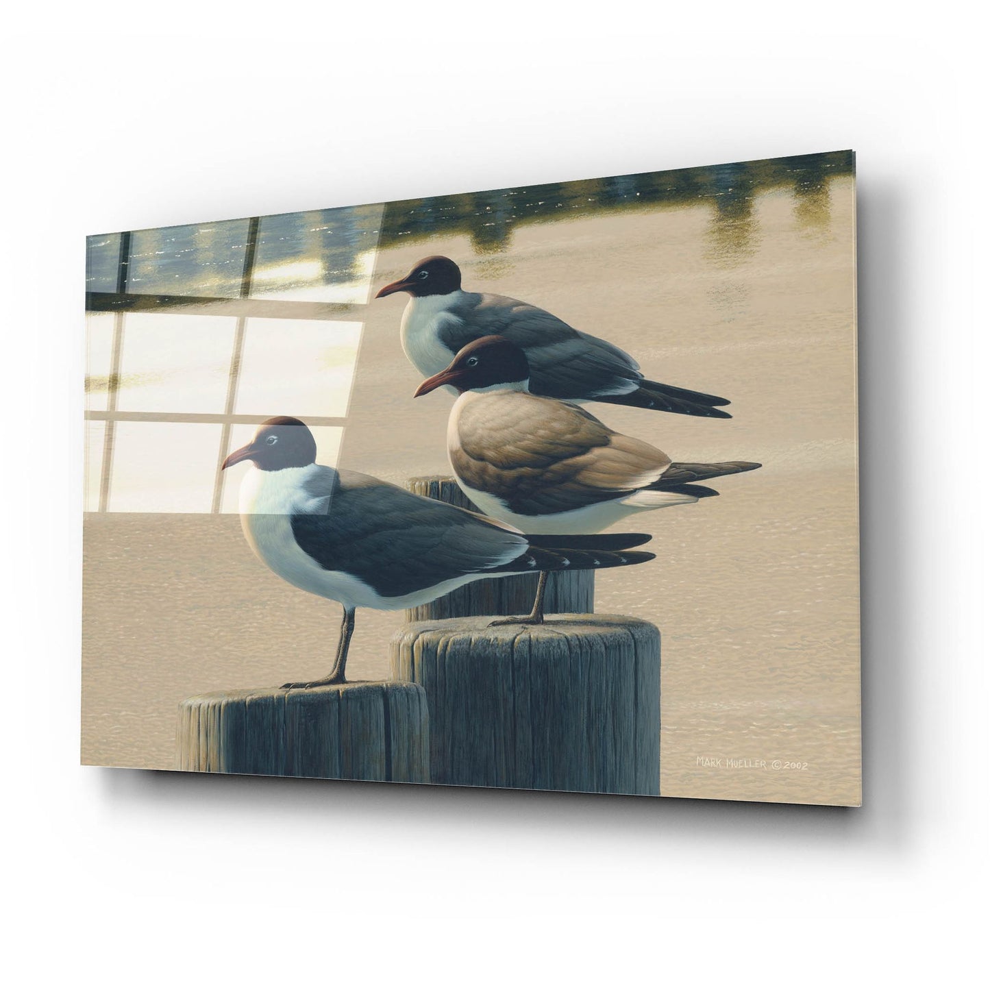 Epic Art 'Hazy Hot and Humid - Laughing Gulls' by Mark Mueller Wildlife Art, Acrylic Glass Wall Art,24x16