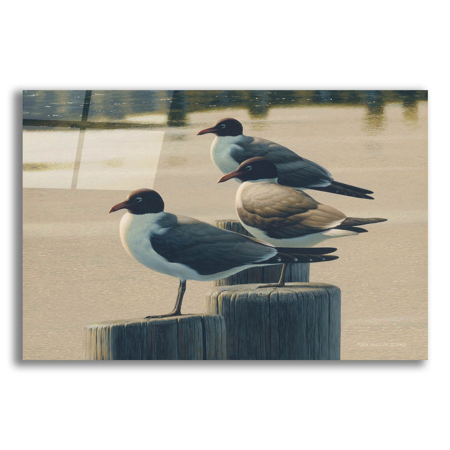 Epic Art 'Hazy Hot and Humid - Laughing Gulls' by Mark Mueller Wildlife Art, Acrylic Glass Wall Art,24x16