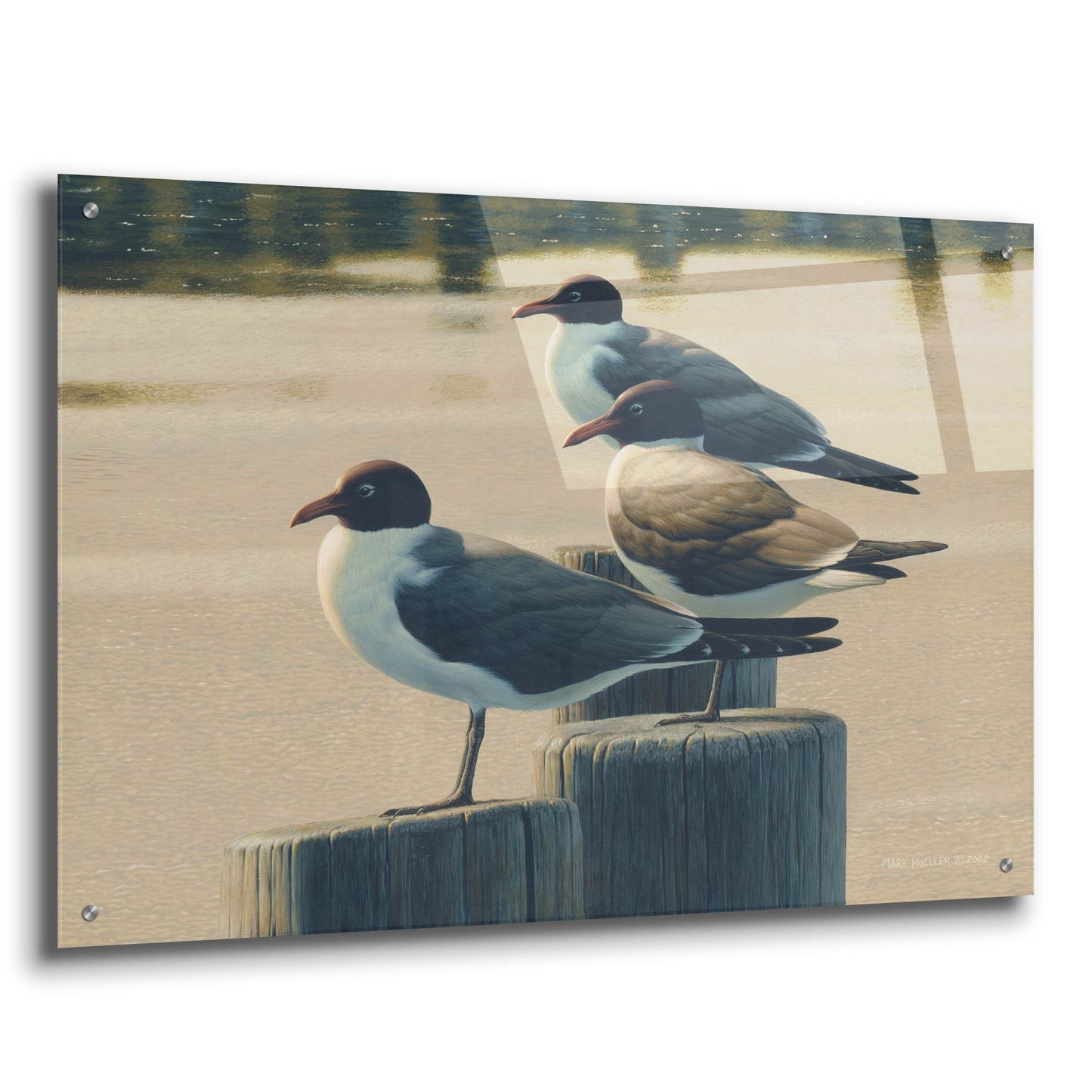 Epic Art 'Hazy Hot and Humid - Laughing Gulls' by Mark Mueller Wildlife Art, Acrylic Glass Wall Art,36x24