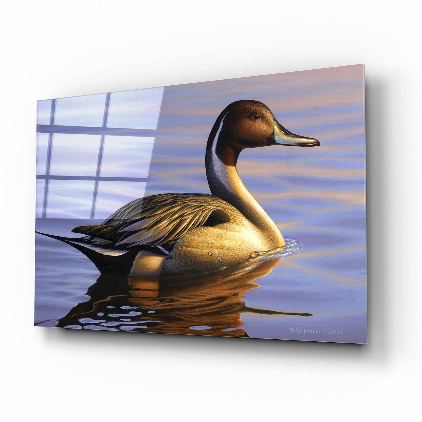 Epic Art 'Lone Pintail' by Mark Mueller Wildlife Art, Acrylic Glass Wall Art,16x12