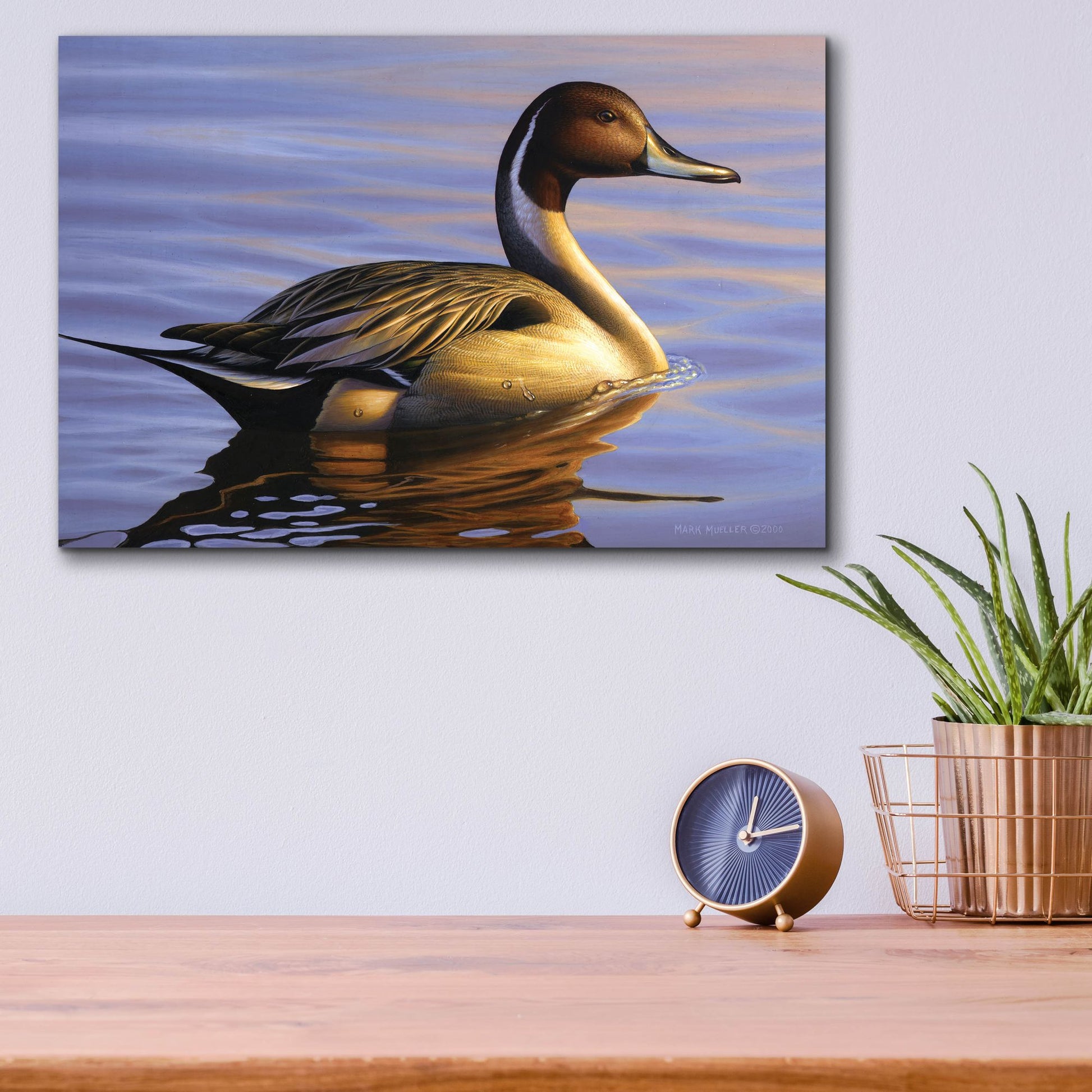 Epic Art 'Lone Pintail' by Mark Mueller Wildlife Art, Acrylic Glass Wall Art,16x12