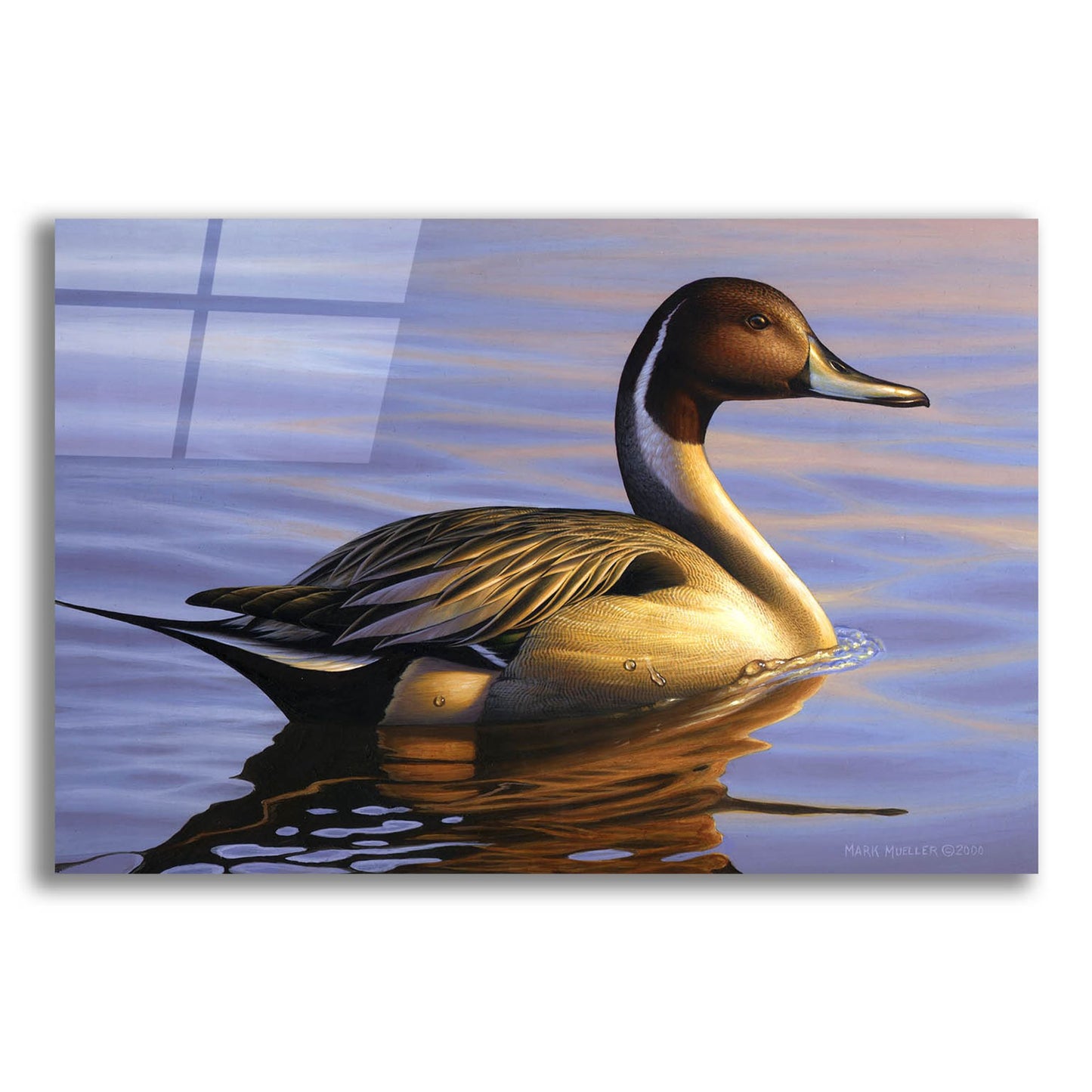 Epic Art 'Lone Pintail' by Mark Mueller Wildlife Art, Acrylic Glass Wall Art,16x12