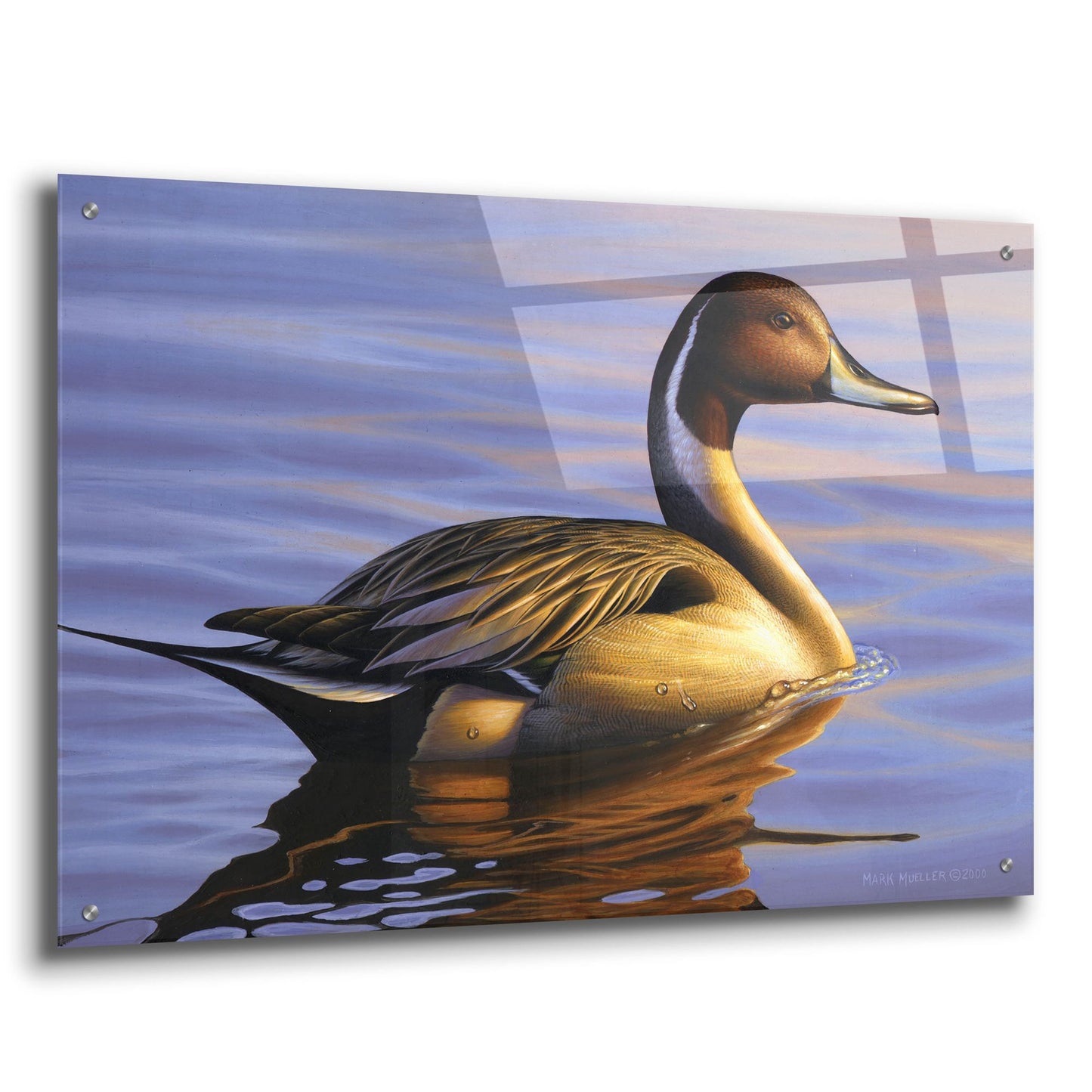 Epic Art 'Lone Pintail' by Mark Mueller Wildlife Art, Acrylic Glass Wall Art,36x24