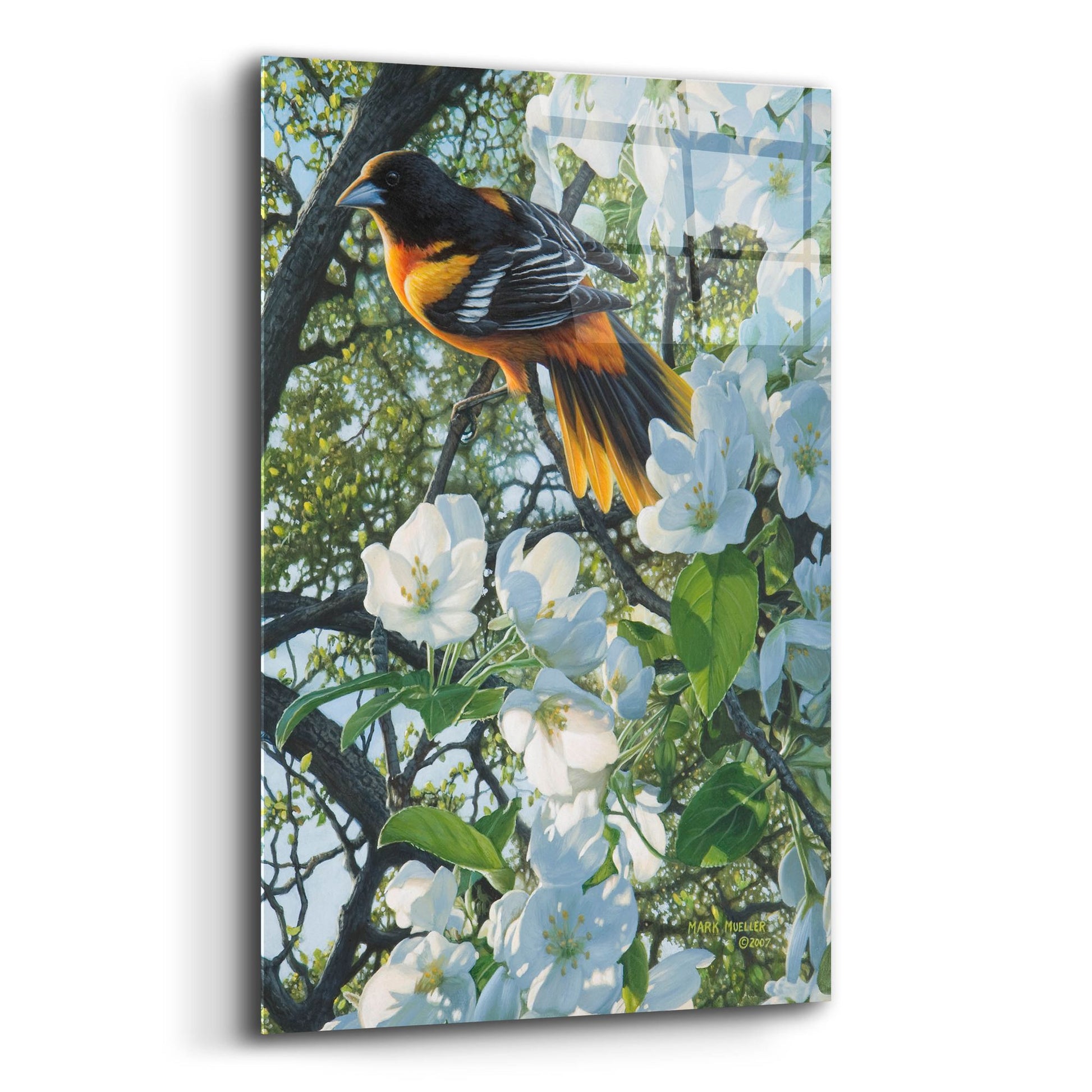 Epic Art 'Midmorning Breeze - Baltimore Oriole' by Mark Mueller Wildlife Art, Acrylic Glass Wall Art,12x16