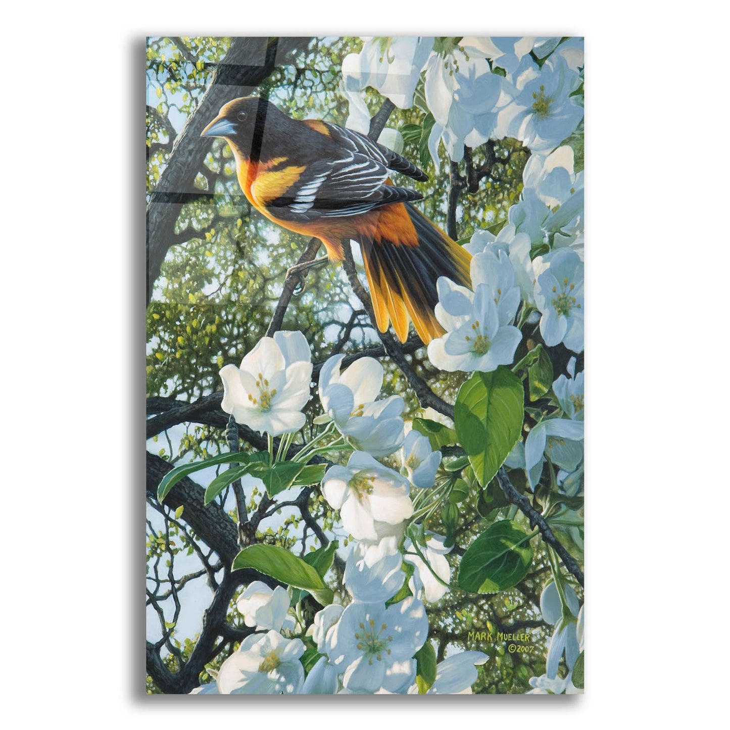 Epic Art 'Midmorning Breeze - Baltimore Oriole' by Mark Mueller Wildlife Art, Acrylic Glass Wall Art,12x16