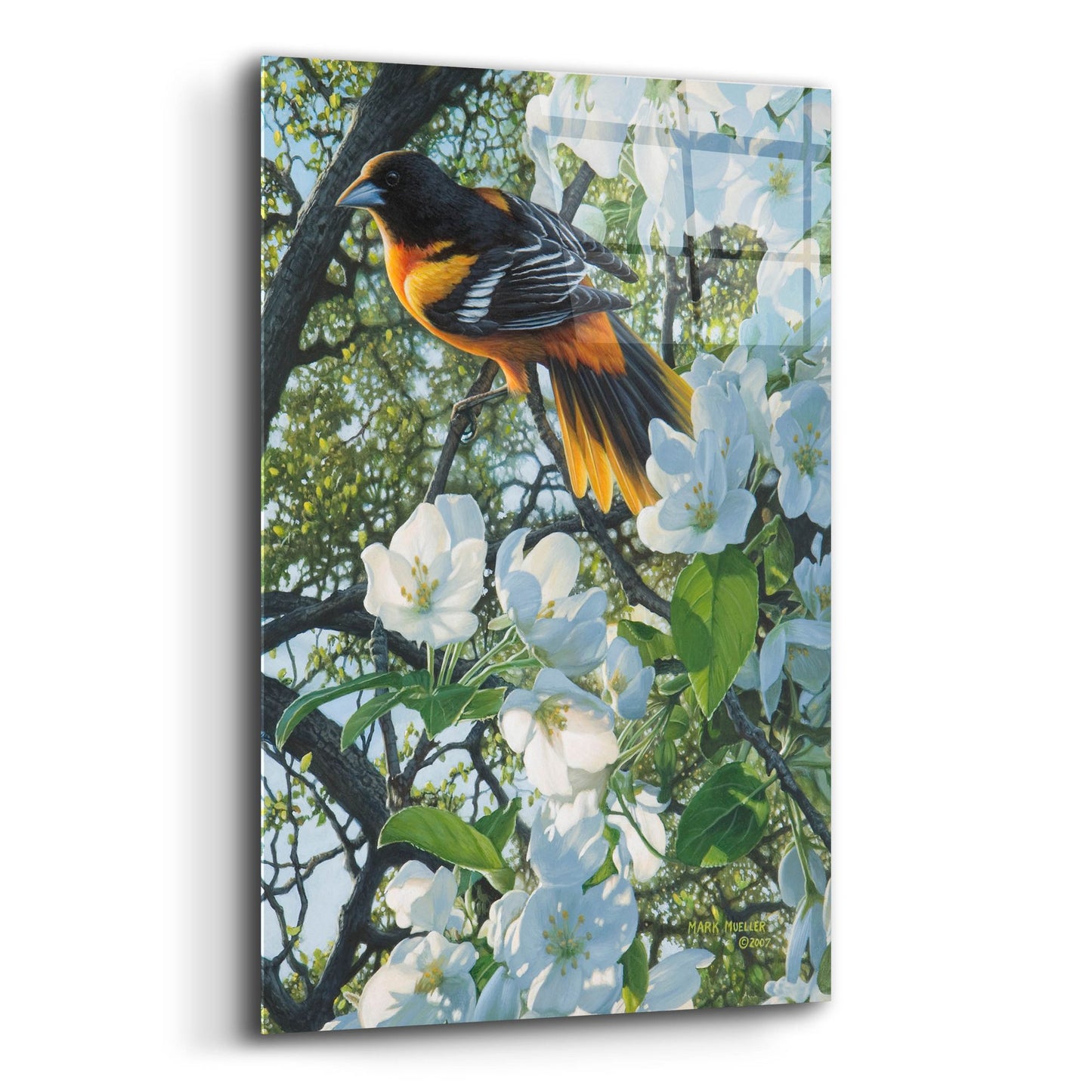 Epic Art 'Midmorning Breeze - Baltimore Oriole' by Mark Mueller Wildlife Art, Acrylic Glass Wall Art,16x24