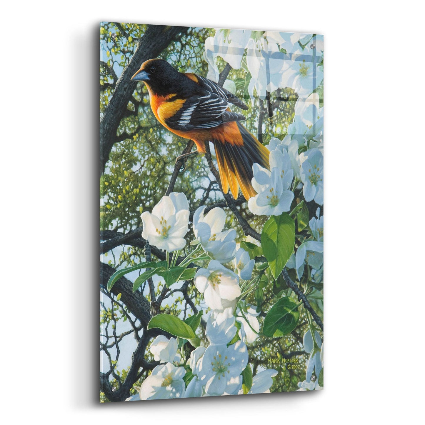 Epic Art 'Midmorning Breeze - Baltimore Oriole' by Mark Mueller Wildlife Art, Acrylic Glass Wall Art,24x36