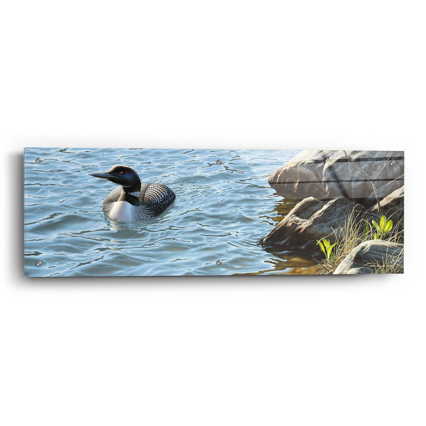 Epic Art 'On the Rocks - Loon' by Mark Mueller Wildlife Art, Acrylic Glass Wall Art,36x12