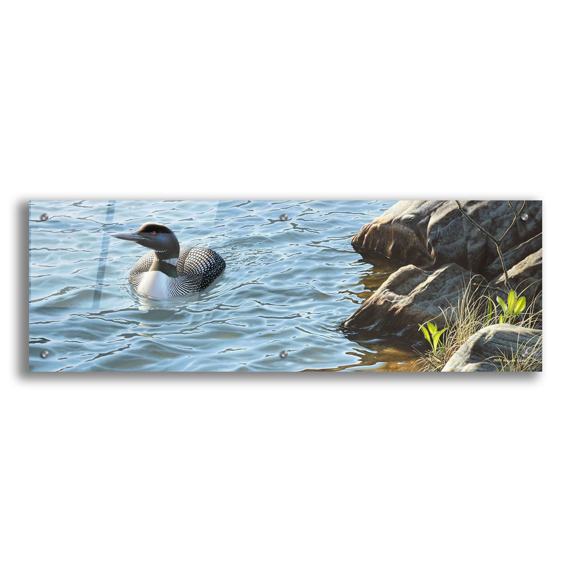 Epic Art 'On the Rocks - Loon' by Mark Mueller Wildlife Art, Acrylic Glass Wall Art,36x12