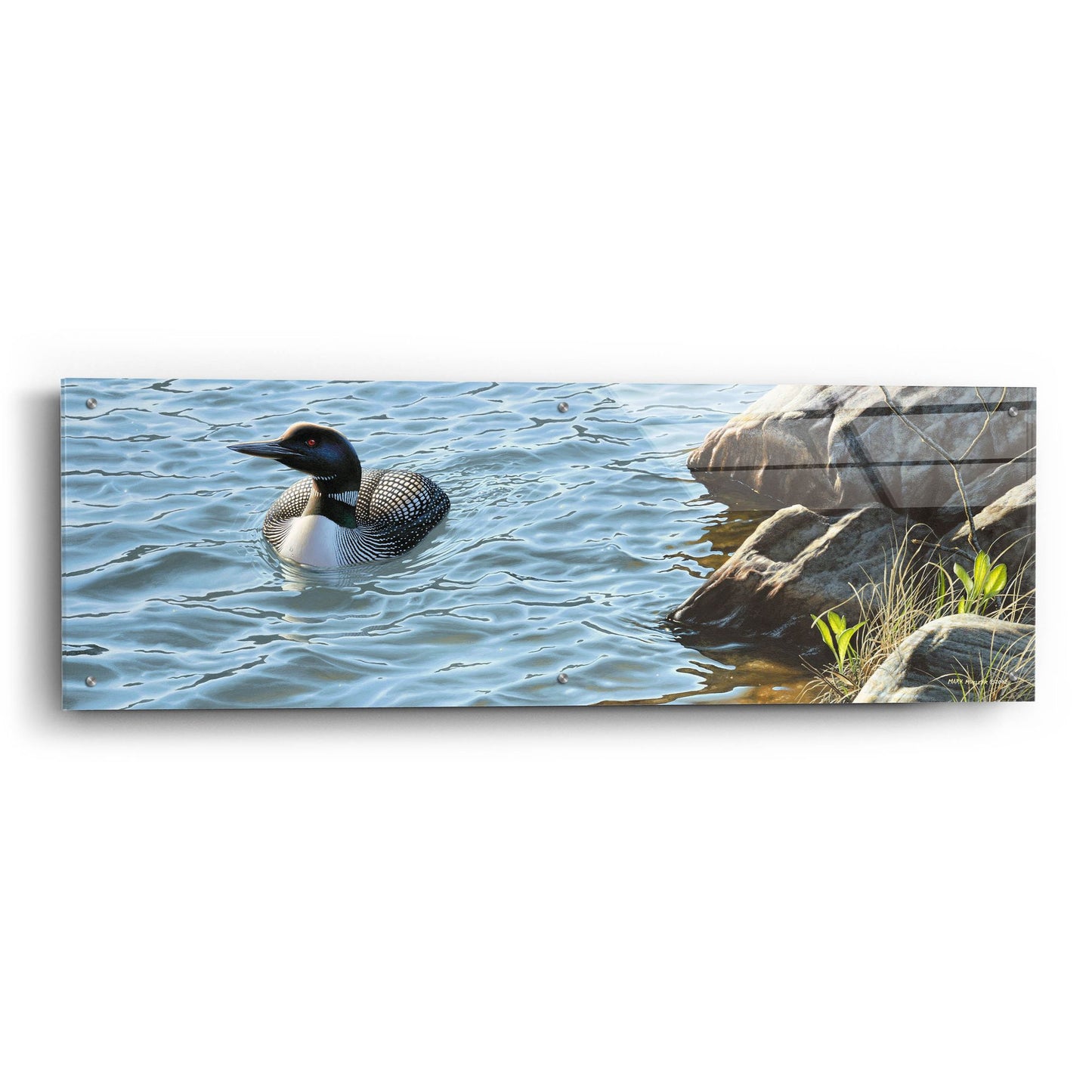 Epic Art 'On the Rocks - Loon' by Mark Mueller Wildlife Art, Acrylic Glass Wall Art,48x16