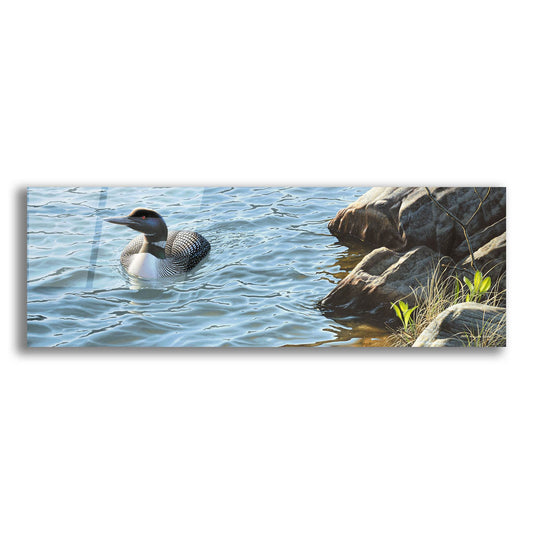 Epic Art 'On the Rocks - Loon' by Mark Mueller Wildlife Art, Acrylic Glass Wall Art