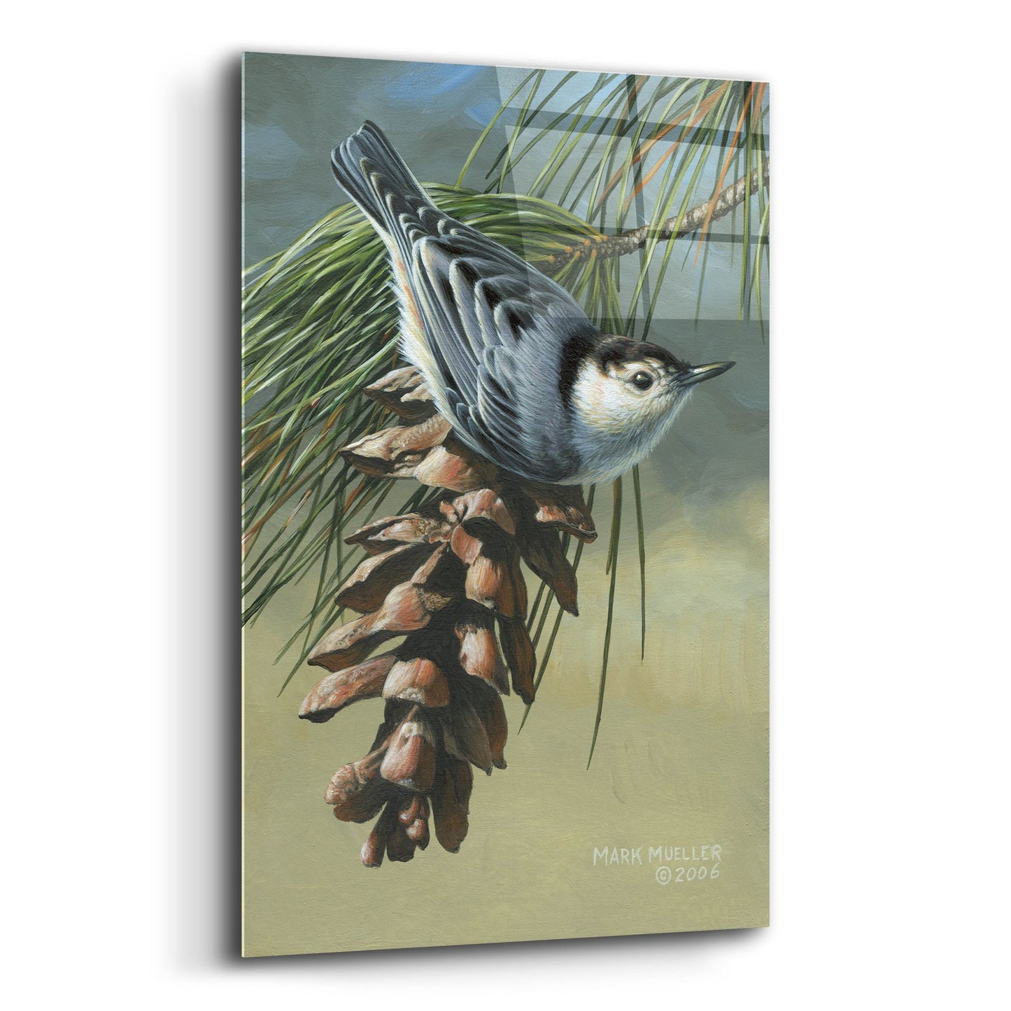 Epic Art 'Pine Cone Perch - White-breasted Nuthatch' by Mark Mueller Wildlife Art, Acrylic Glass Wall Art,12x16