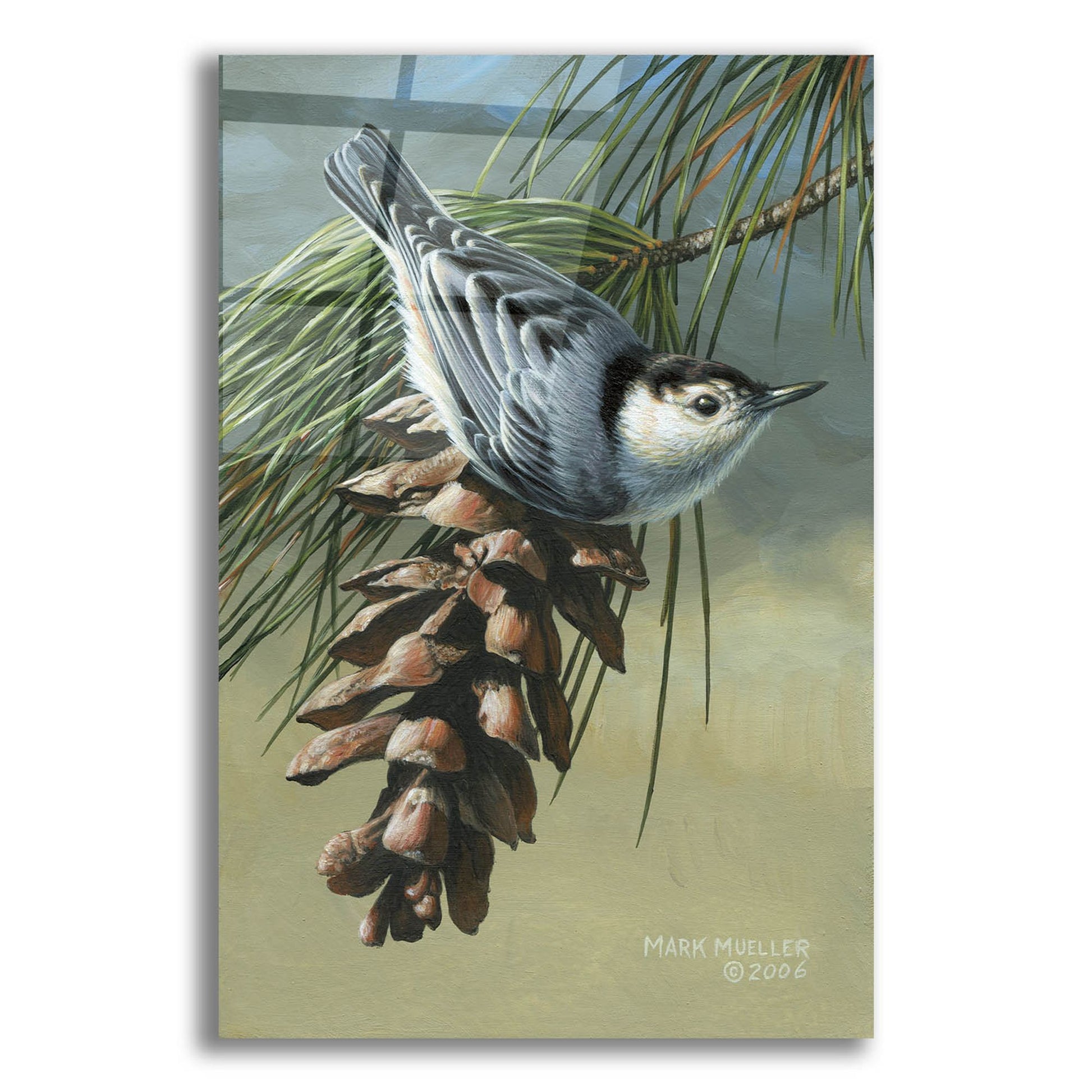 Epic Art 'Pine Cone Perch - White-breasted Nuthatch' by Mark Mueller Wildlife Art, Acrylic Glass Wall Art,12x16