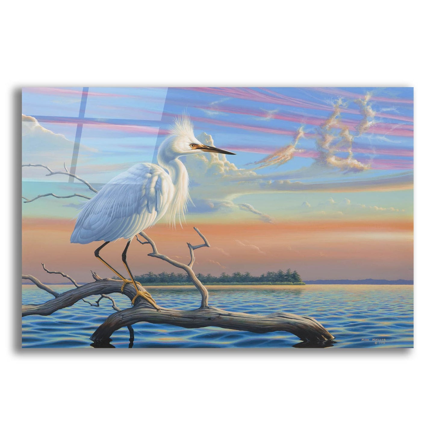 Epic Art 'Reflections - Snowy Egret' by Mark Mueller Wildlife Art, Acrylic Glass Wall Art,16x12