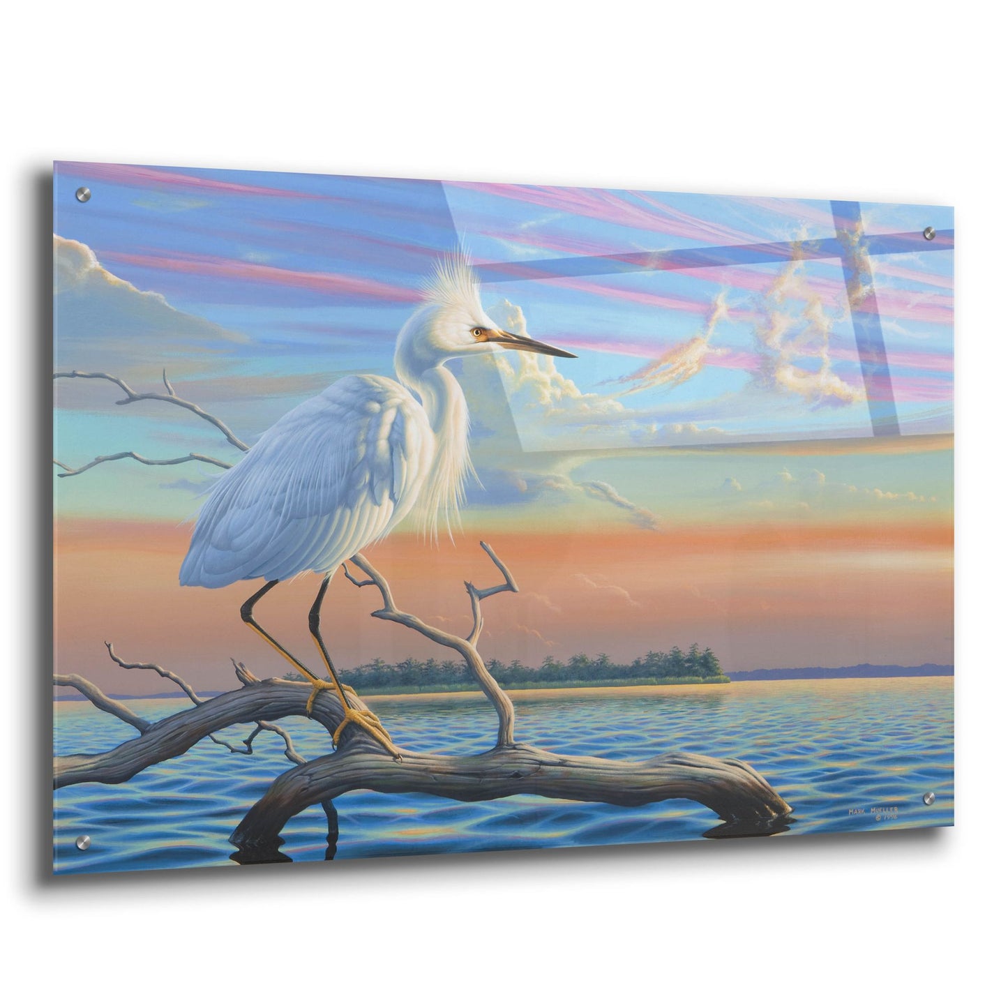 Epic Art 'Reflections - Snowy Egret' by Mark Mueller Wildlife Art, Acrylic Glass Wall Art,36x24