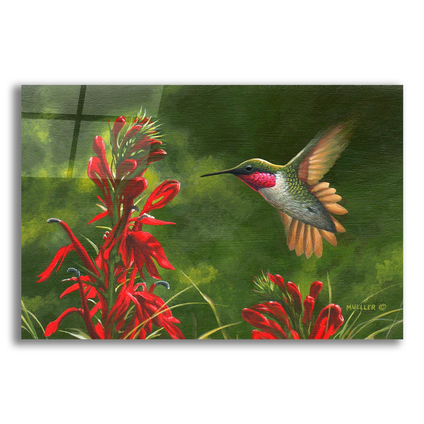 Epic Art 'Seeing Red - Hummingbird and Cardinal Flower' by Mark Mueller Wildlife Art, Acrylic Glass Wall Art,16x12