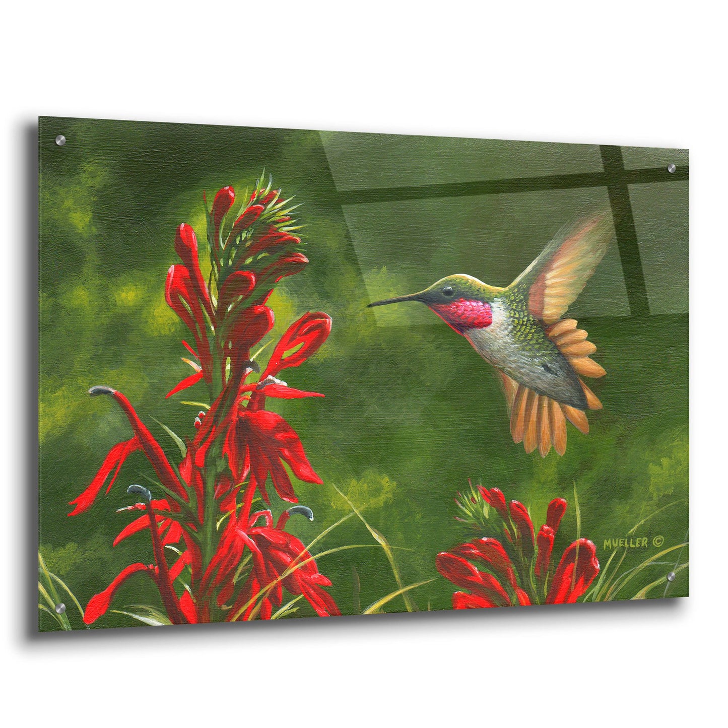 Epic Art 'Seeing Red - Hummingbird and Cardinal Flower' by Mark Mueller Wildlife Art, Acrylic Glass Wall Art,36x24