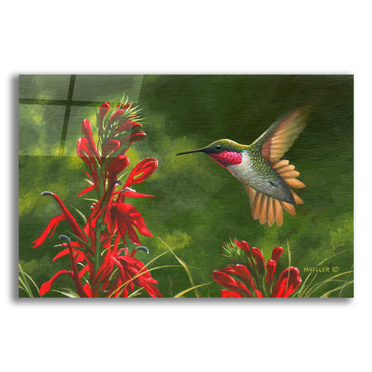 Epic Art 'Seeing Red - Hummingbird and Cardinal Flower' by Mark Mueller Wildlife Art, Acrylic Glass Wall Art