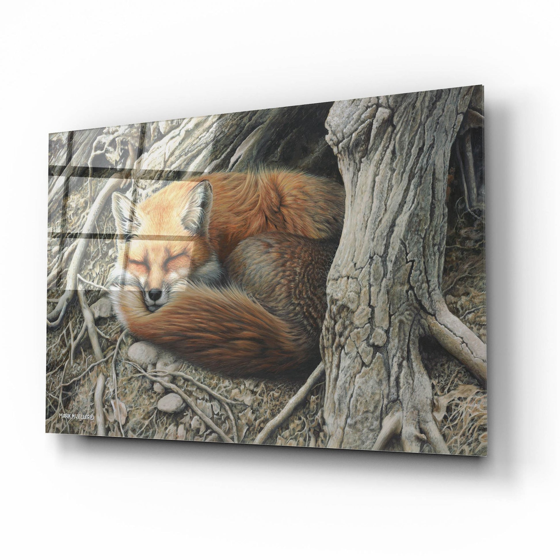 Epic Art 'Sleepy Hollow - Red Fox' by Mark Mueller Wildlife Art, Acrylic Glass Wall Art,16x12