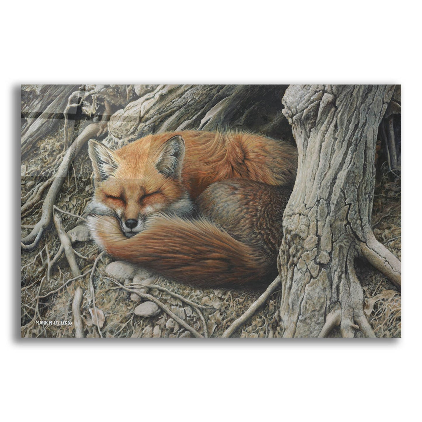 Epic Art 'Sleepy Hollow - Red Fox' by Mark Mueller Wildlife Art, Acrylic Glass Wall Art,16x12