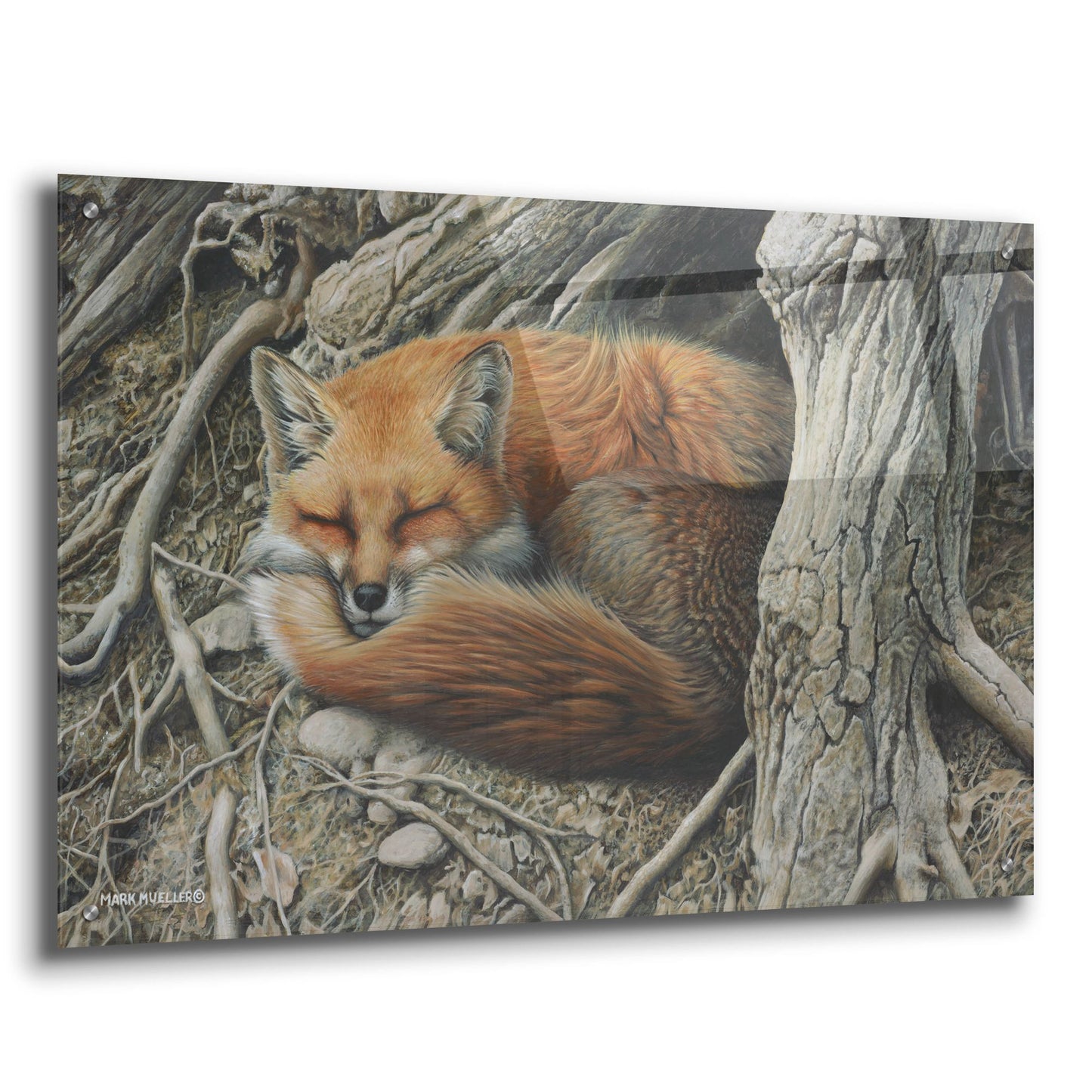 Epic Art 'Sleepy Hollow - Red Fox' by Mark Mueller Wildlife Art, Acrylic Glass Wall Art,36x24