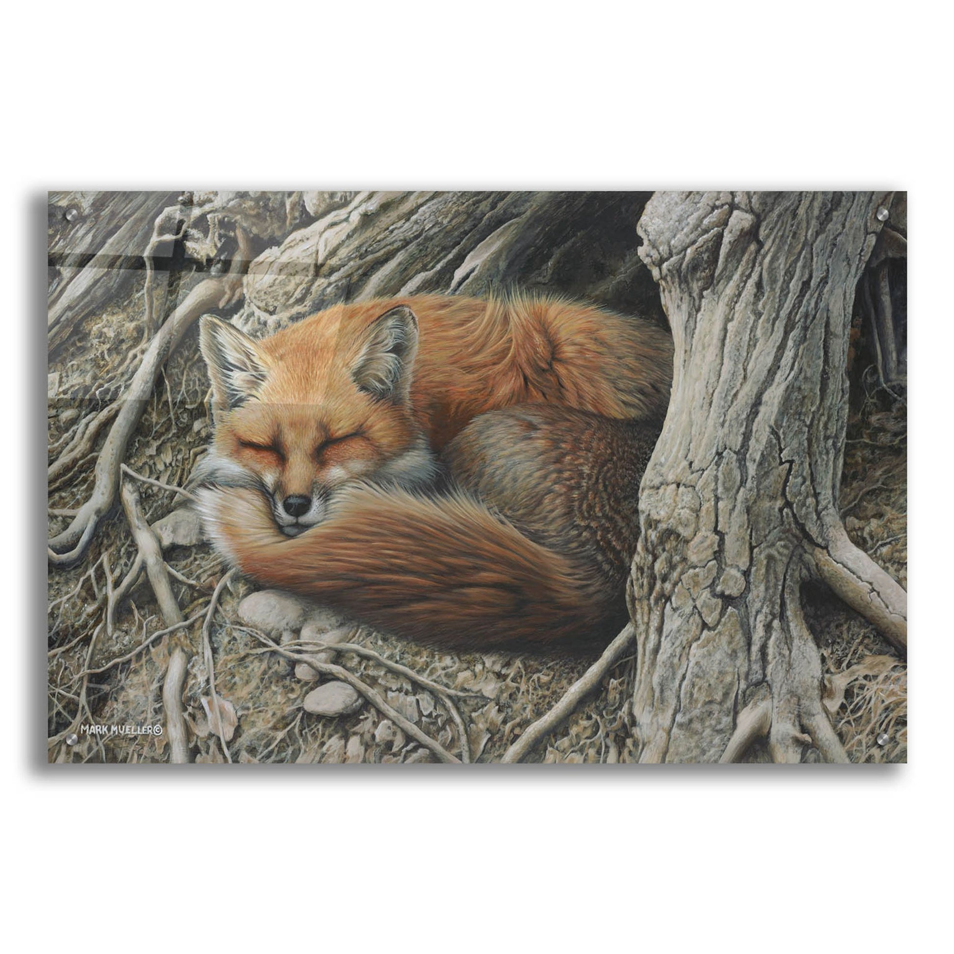 Epic Art 'Sleepy Hollow - Red Fox' by Mark Mueller Wildlife Art, Acrylic Glass Wall Art,36x24