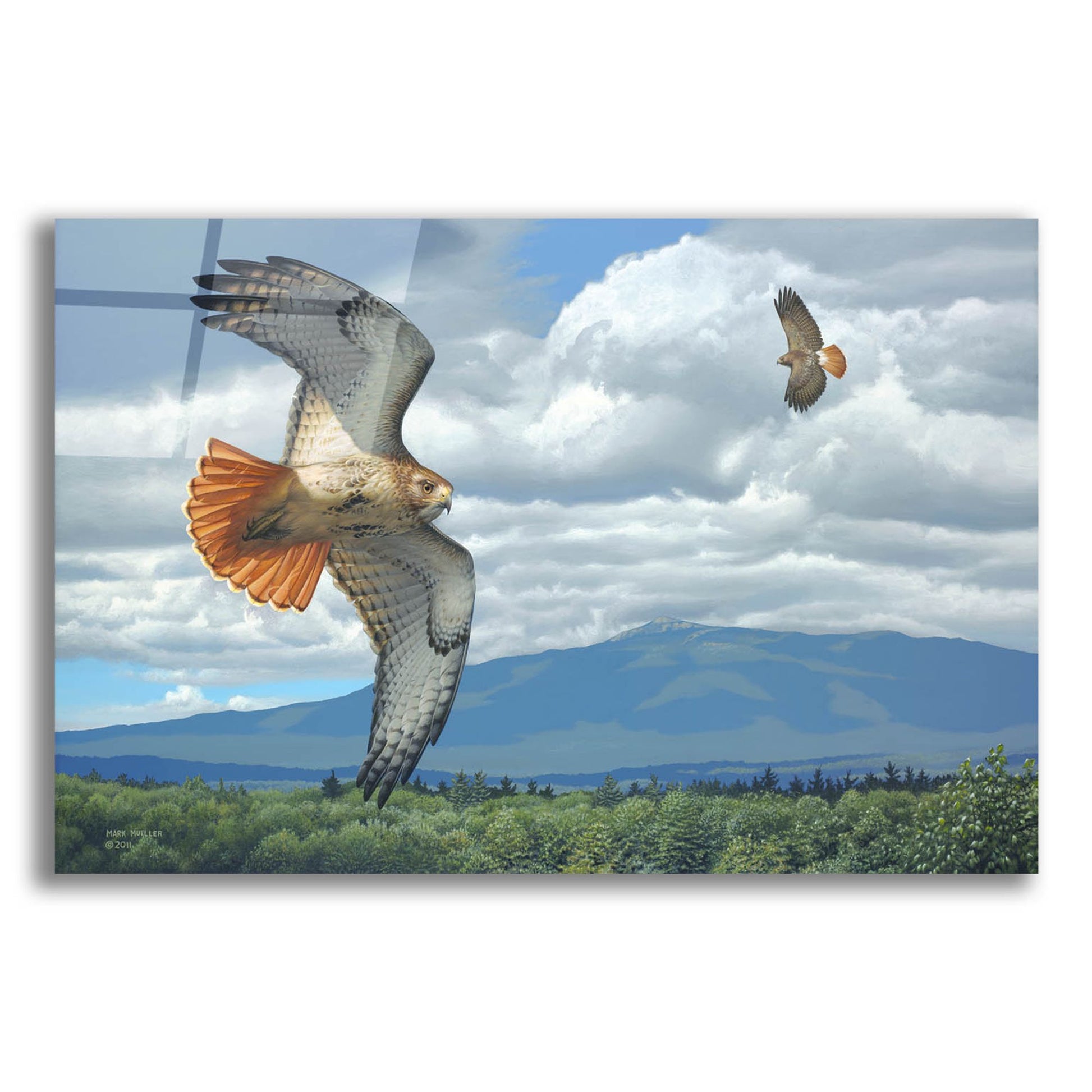 Epic Art 'Soaring Over the Pines - Red-tailed Hawks' by Mark Mueller Wildlife Art, Acrylic Glass Wall Art,16x12