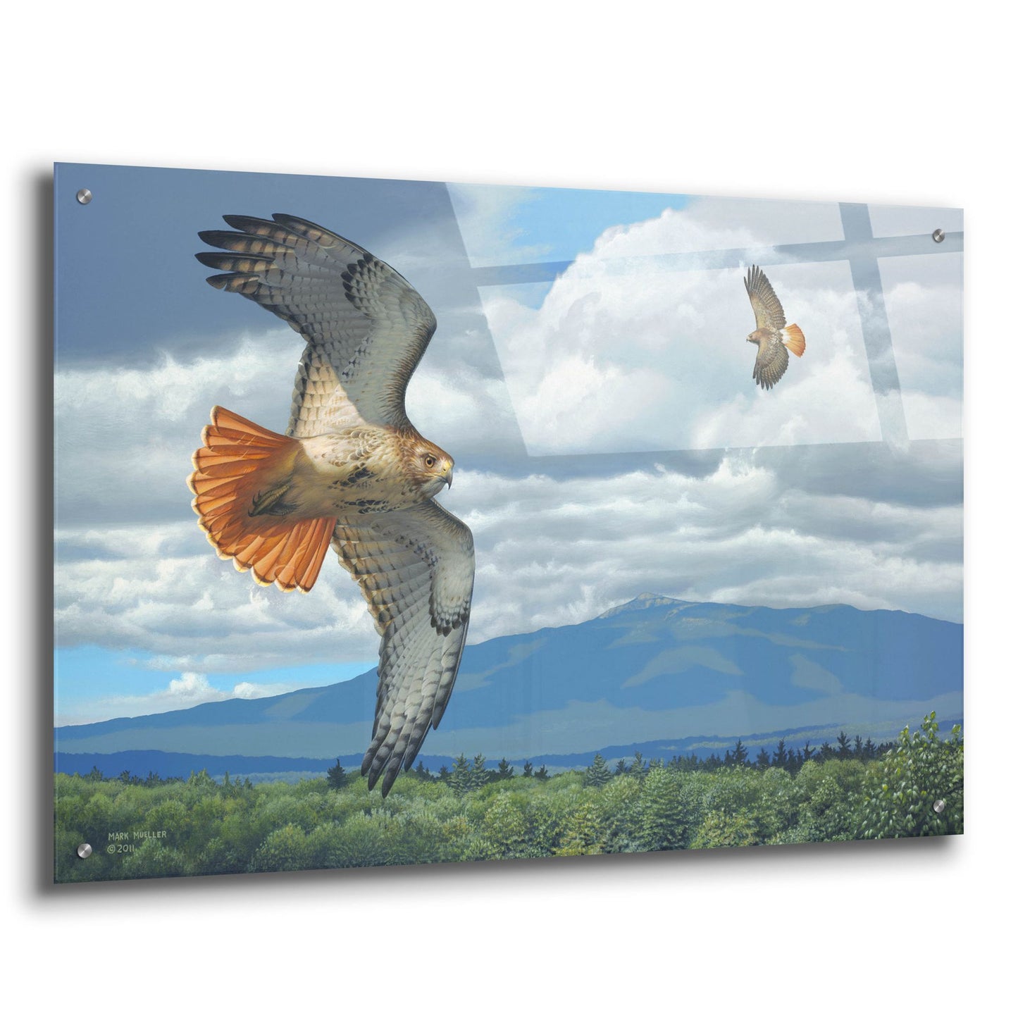 Epic Art 'Soaring Over the Pines - Red-tailed Hawks' by Mark Mueller Wildlife Art, Acrylic Glass Wall Art,36x24