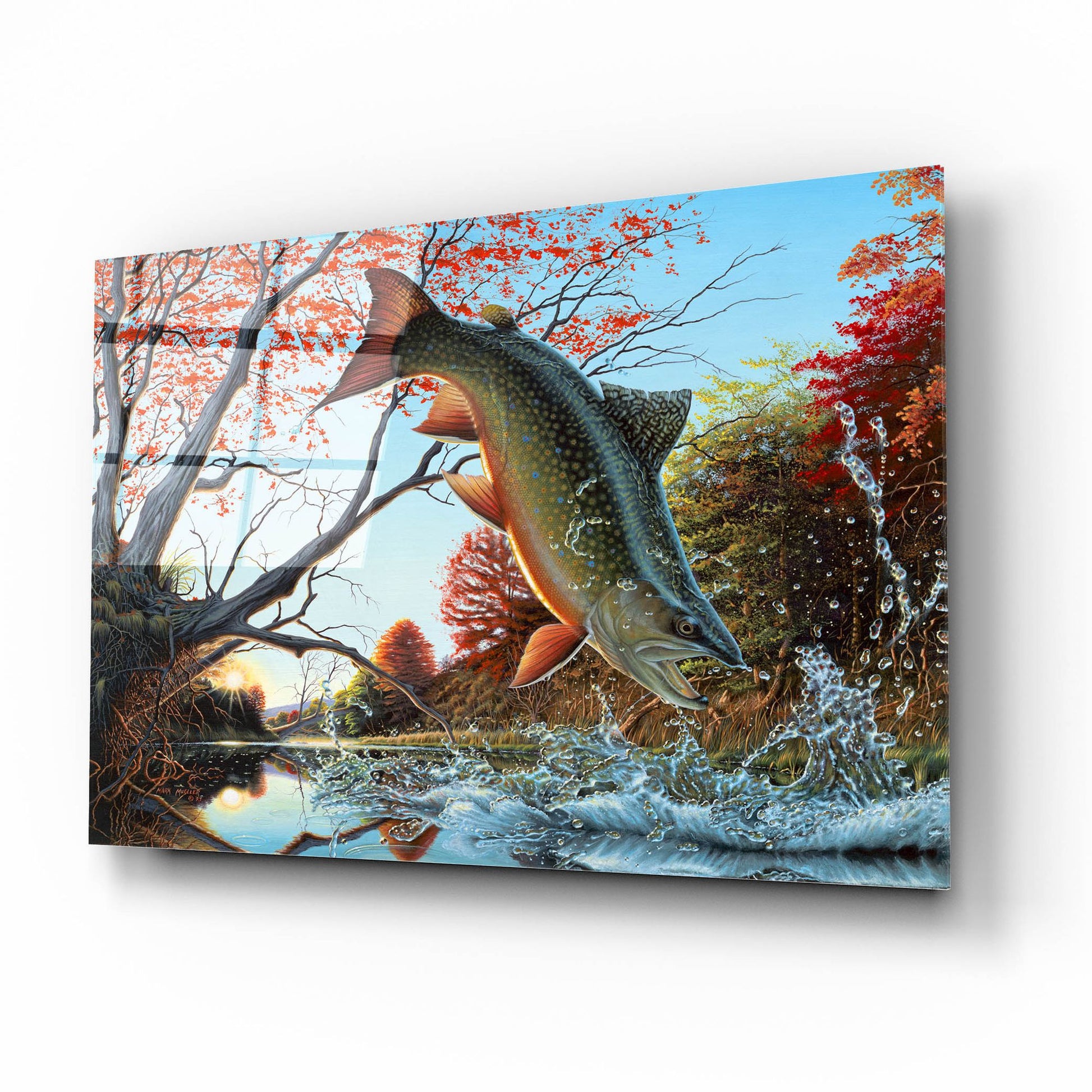 Epic Art 'Splash of Color - Brook Trout' by Mark Mueller Wildlife Art, Acrylic Glass Wall Art,16x12