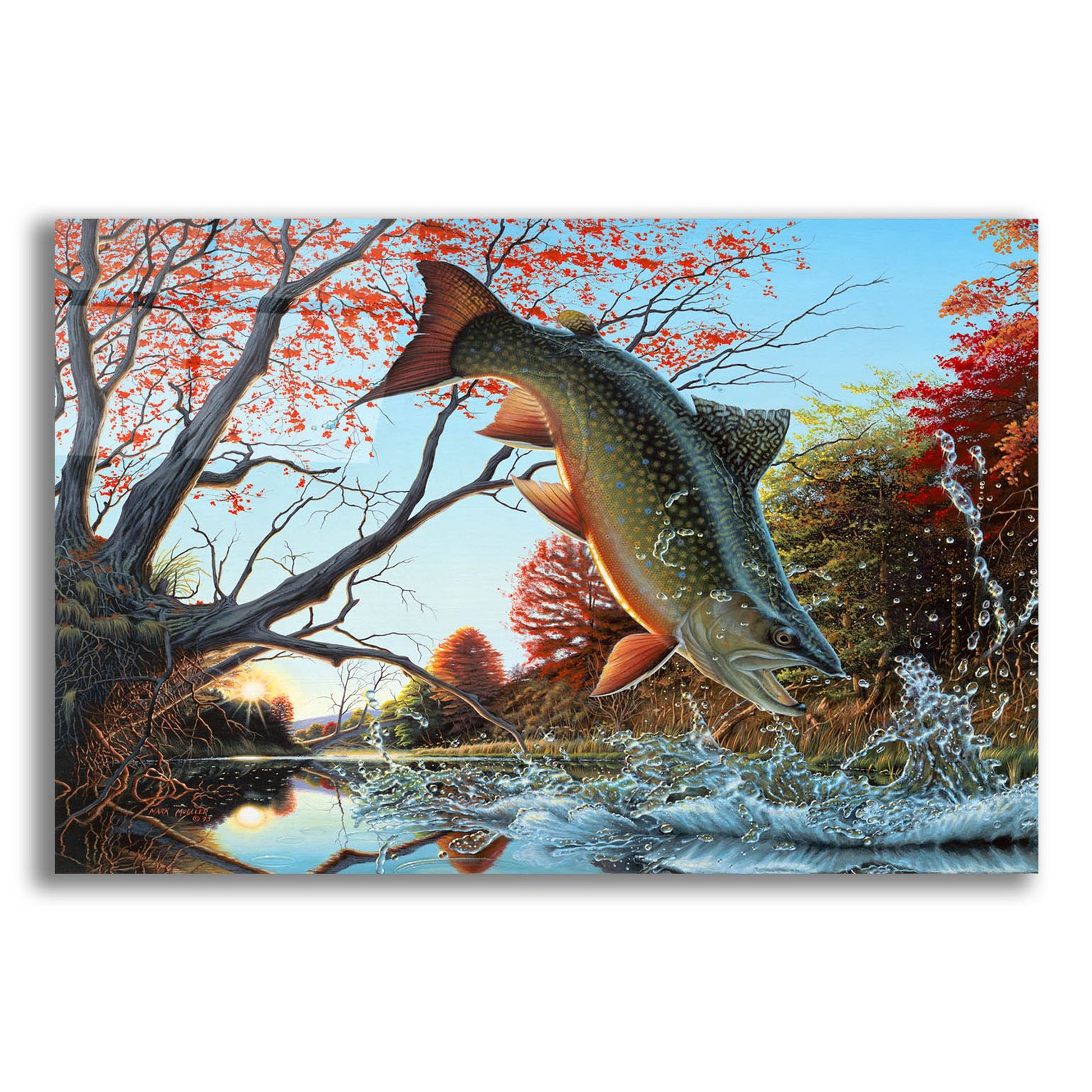 Epic Art 'Splash of Color - Brook Trout' by Mark Mueller Wildlife Art, Acrylic Glass Wall Art,16x12