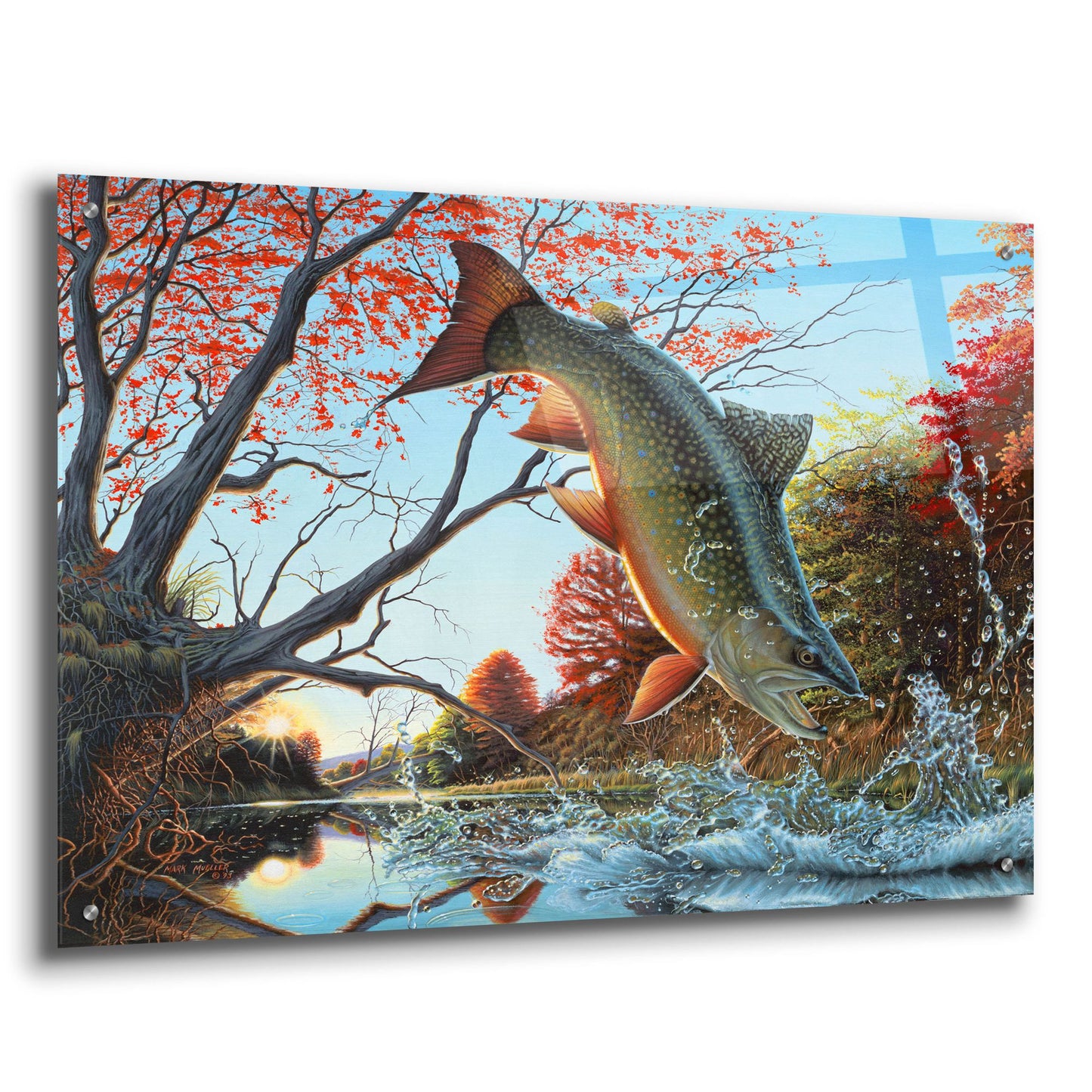 Epic Art 'Splash of Color - Brook Trout' by Mark Mueller Wildlife Art, Acrylic Glass Wall Art,36x24