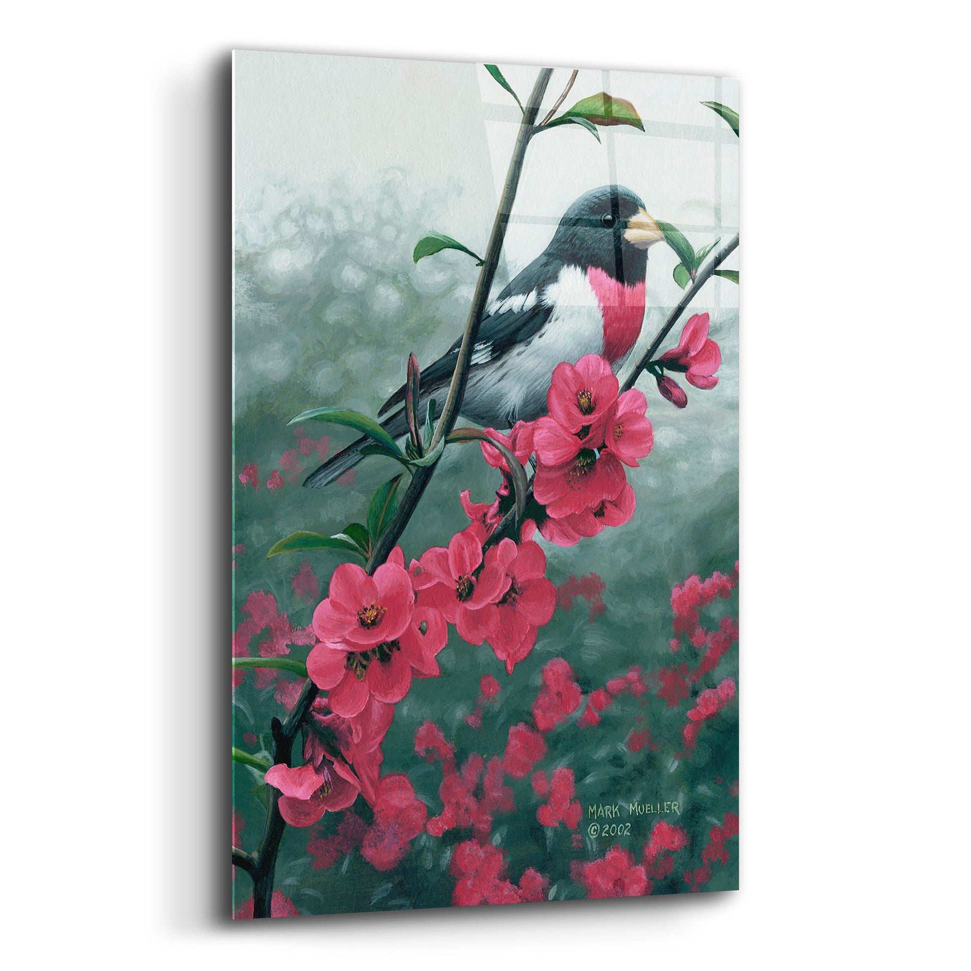 Epic Art 'Spring - Rose-breasted Grosbeak' by Mark Mueller Wildlife Art, Acrylic Glass Wall Art,12x16