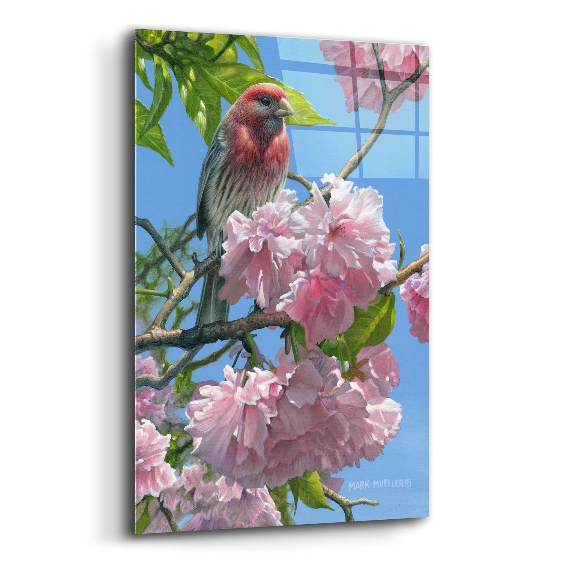 Epic Art 'Spring Glory - House Finch' by Mark Mueller Wildlife Art, Acrylic Glass Wall Art,12x16