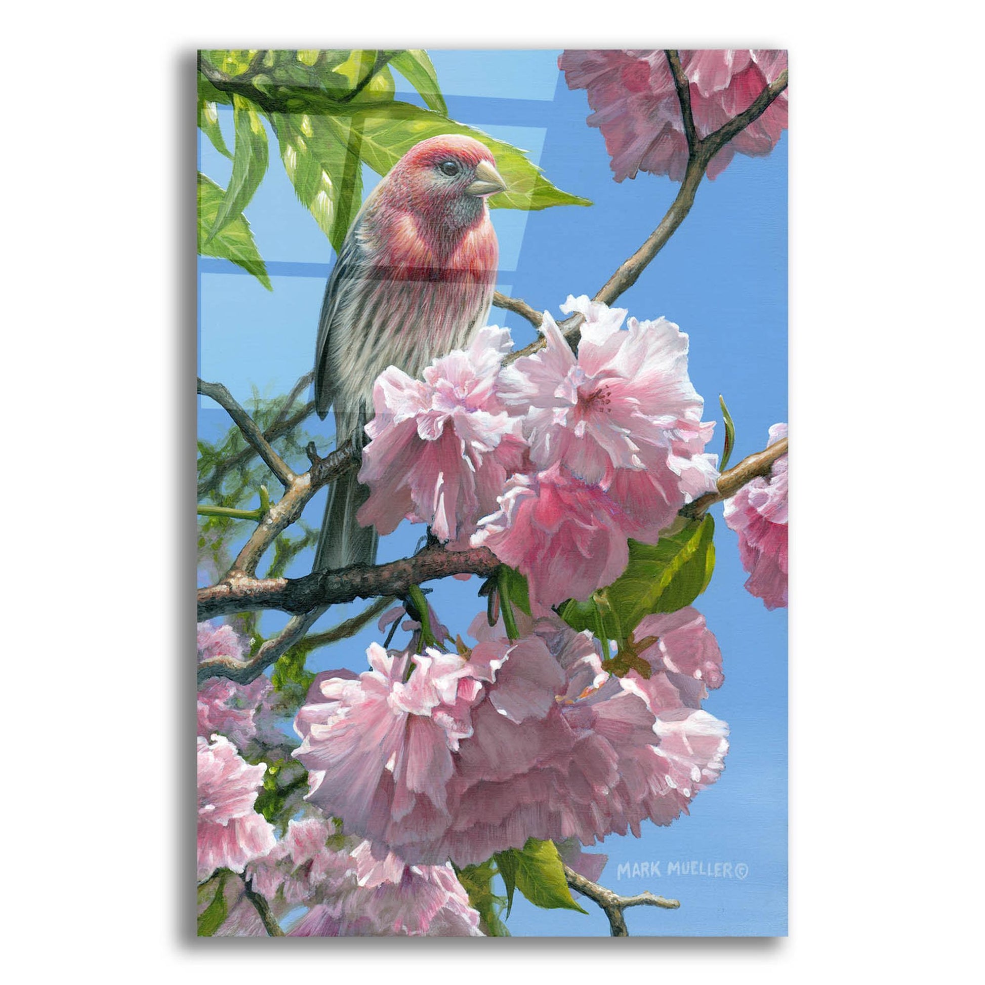 Epic Art 'Spring Glory - House Finch' by Mark Mueller Wildlife Art, Acrylic Glass Wall Art,12x16