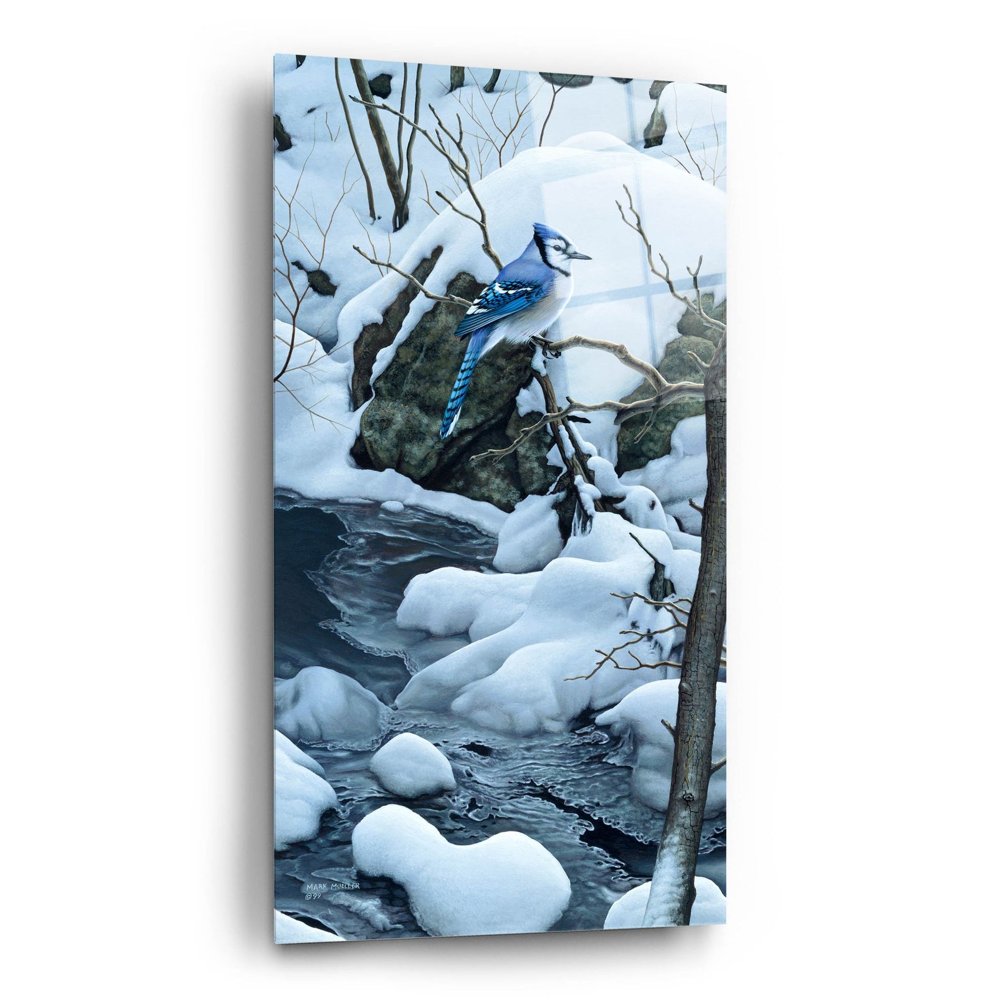 Epic Art 'Tranquil Morning - Blue Jay' by Mark Mueller Wildlife Art, Acrylic Glass Wall Art,12x24