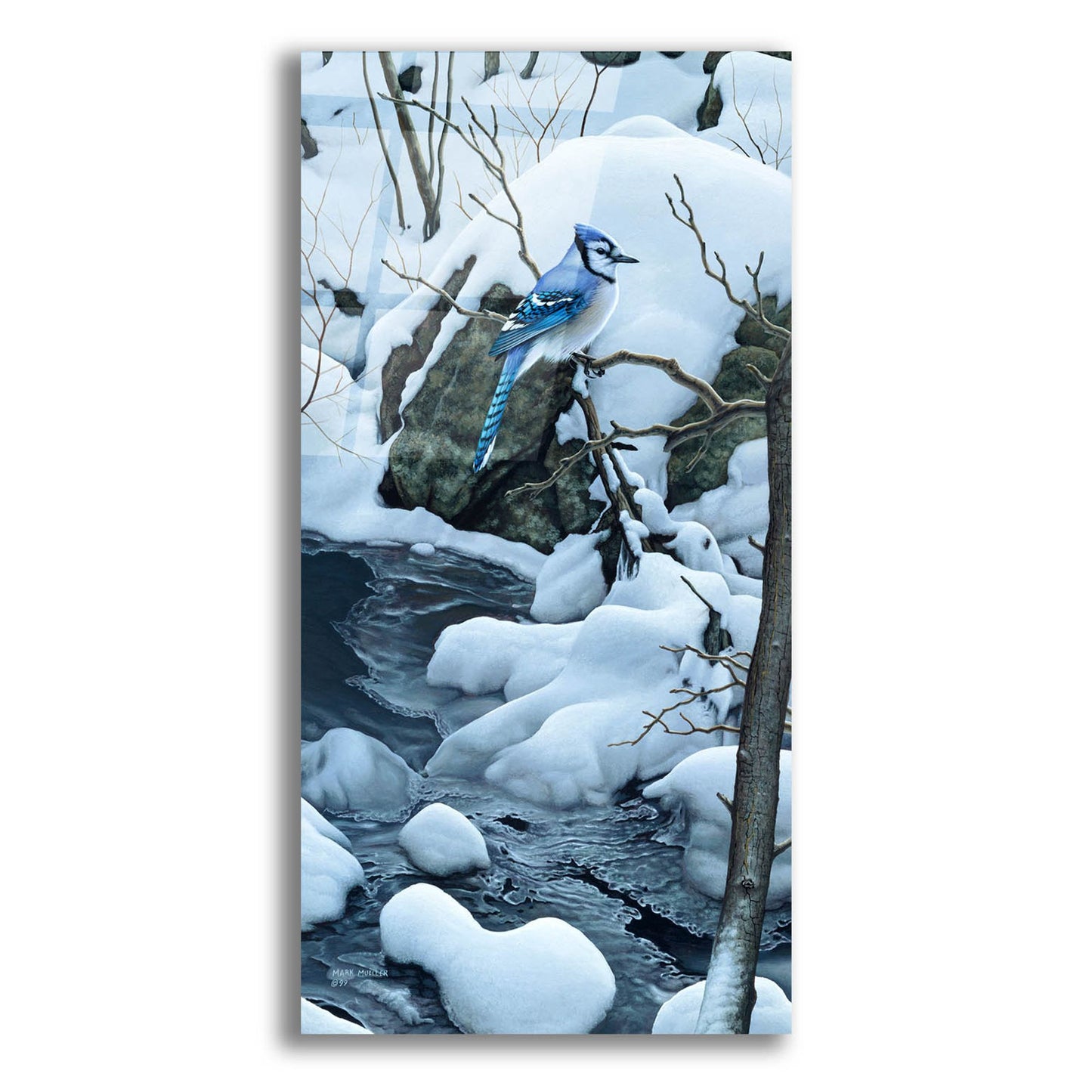 Epic Art 'Tranquil Morning - Blue Jay' by Mark Mueller Wildlife Art, Acrylic Glass Wall Art,12x24