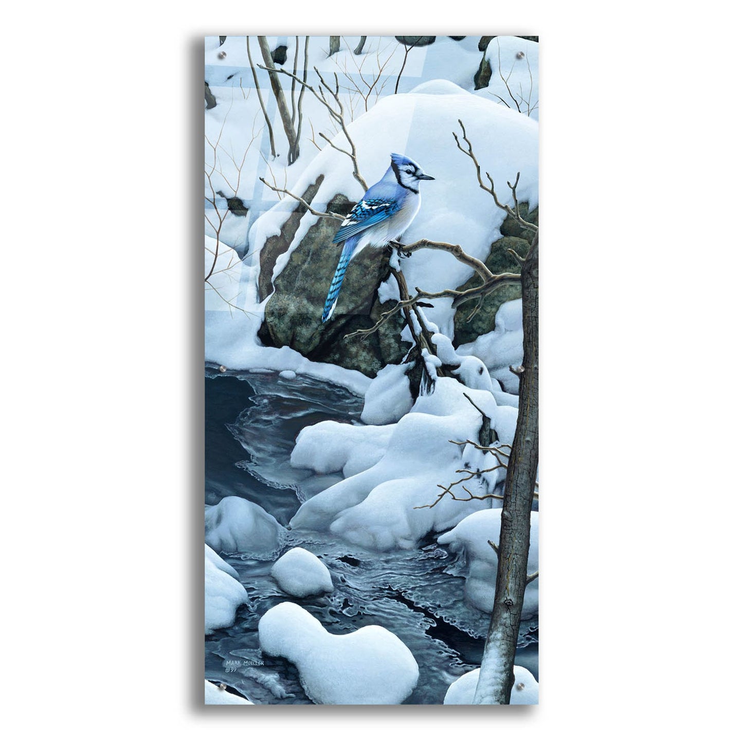 Epic Art 'Tranquil Morning - Blue Jay' by Mark Mueller Wildlife Art, Acrylic Glass Wall Art,24x48