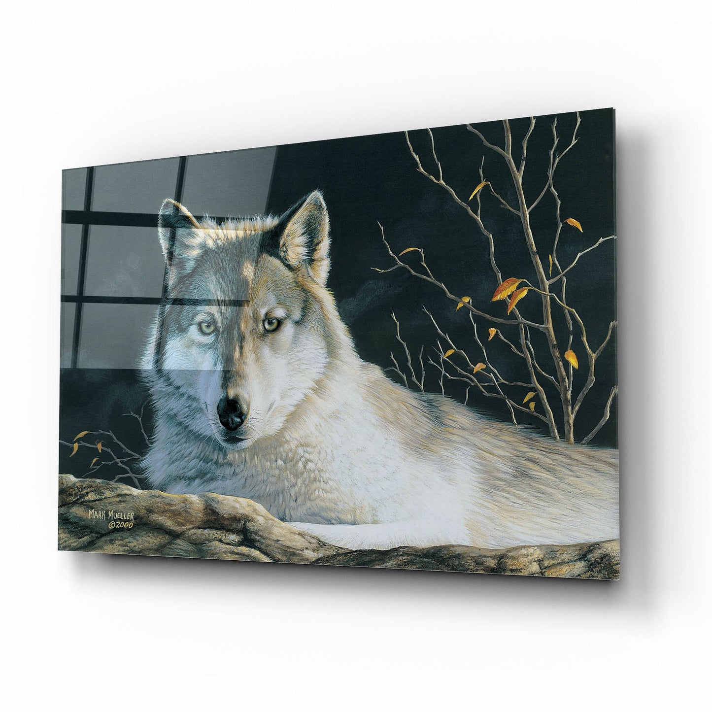 Epic Art 'Watchful Eyes - Gray Wolf' by Mark Mueller Wildlife Art, Acrylic Glass Wall Art,16x12