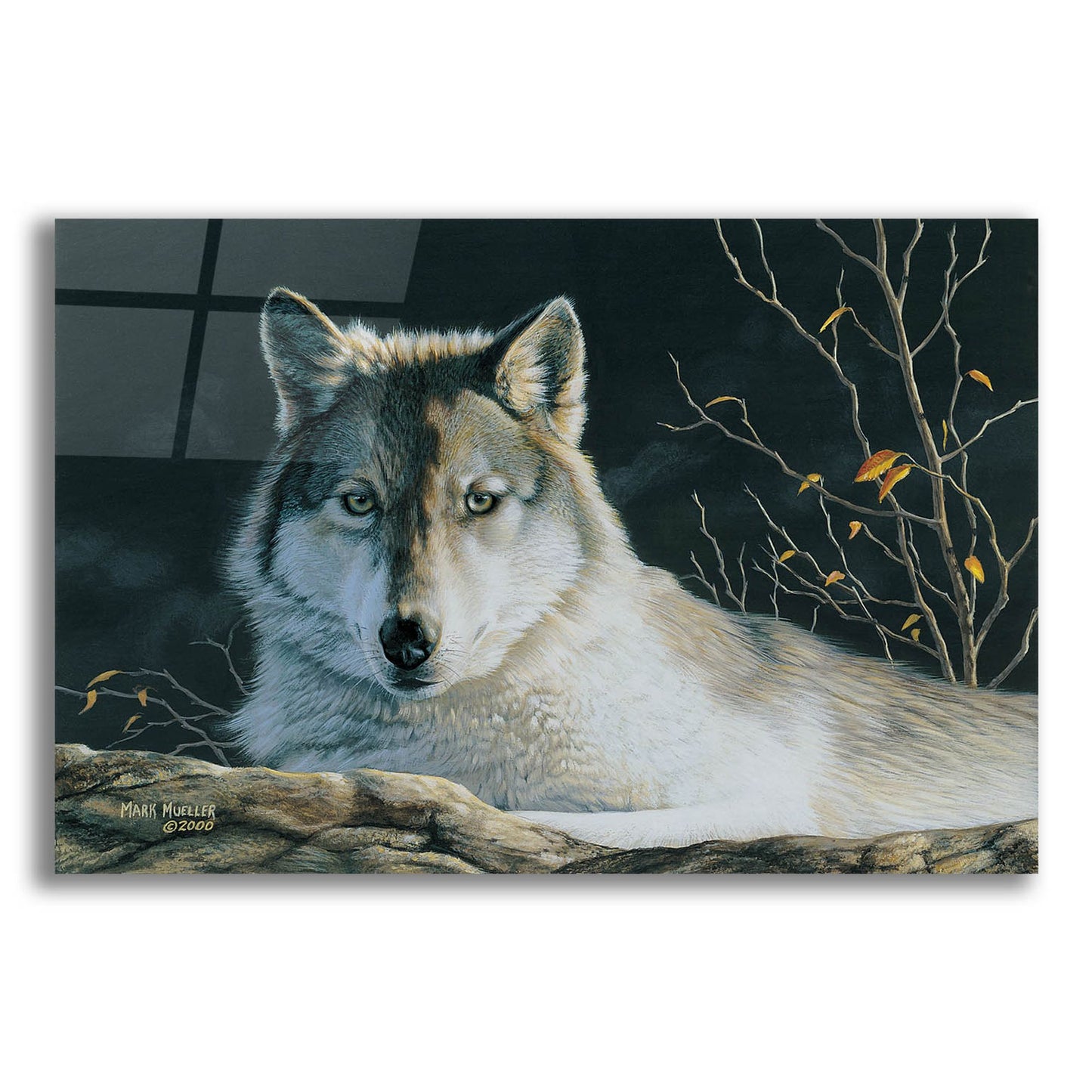 Epic Art 'Watchful Eyes - Gray Wolf' by Mark Mueller Wildlife Art, Acrylic Glass Wall Art,16x12